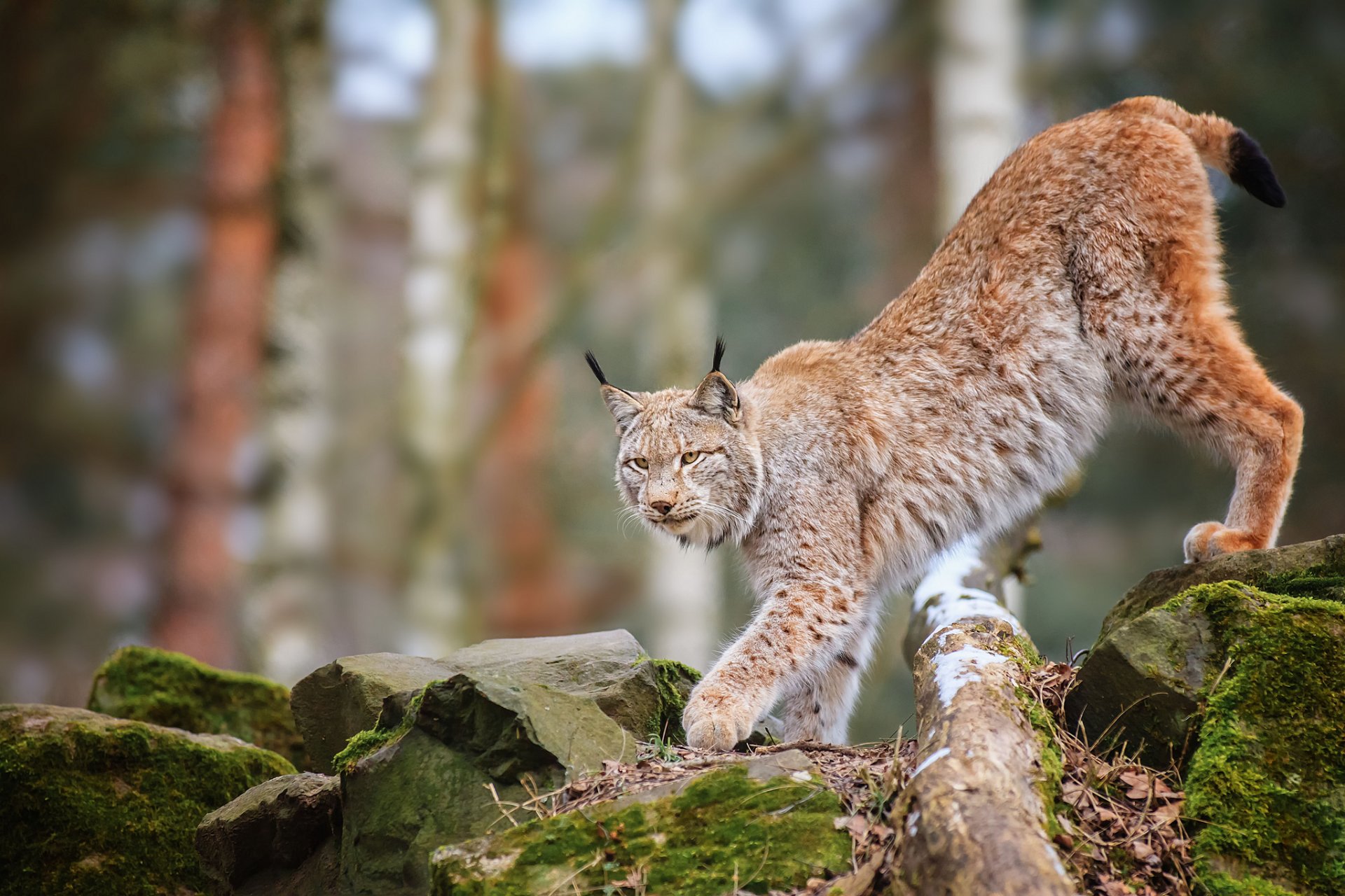 lince predatore rocce