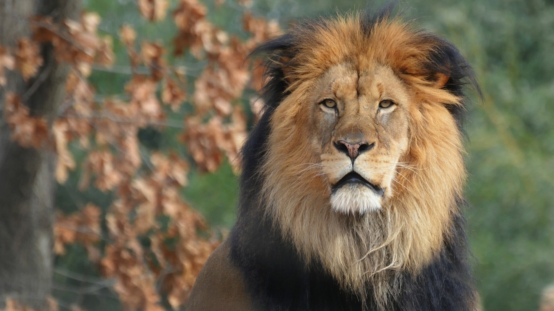 leo the king of beasts mane portrait