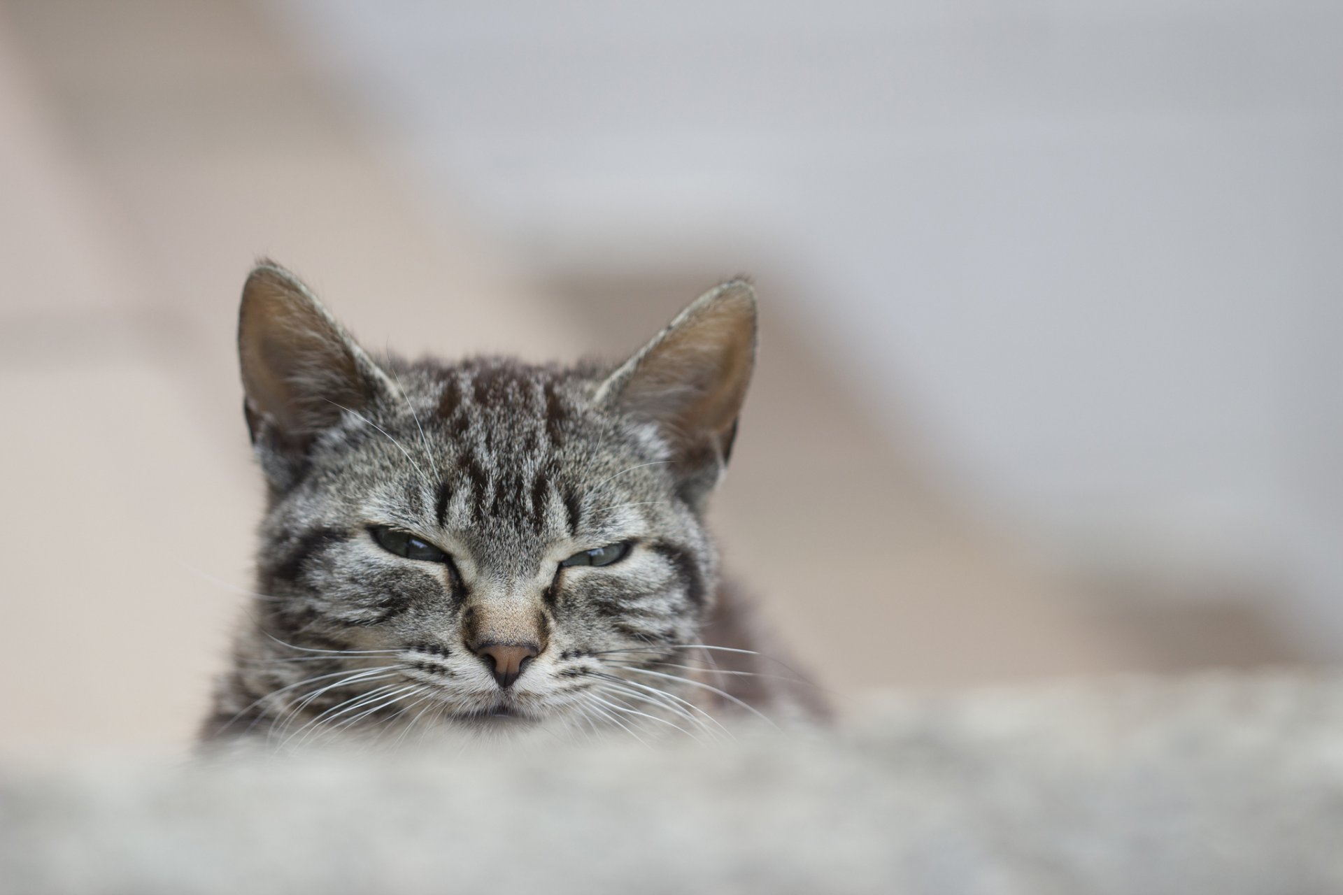 chat chat gris rayé vue portrait