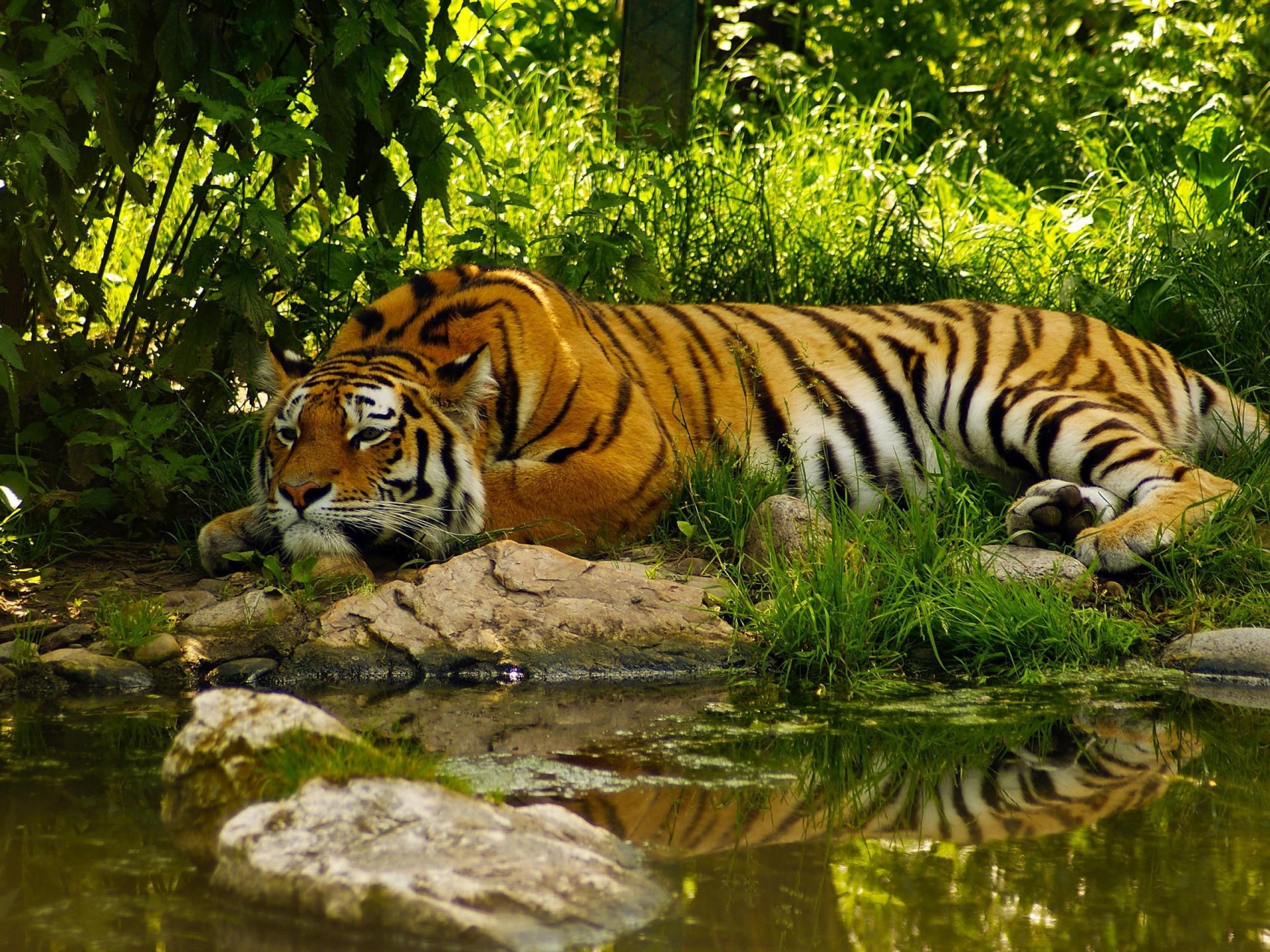 tigre durmiendo mintiendo hierba agua