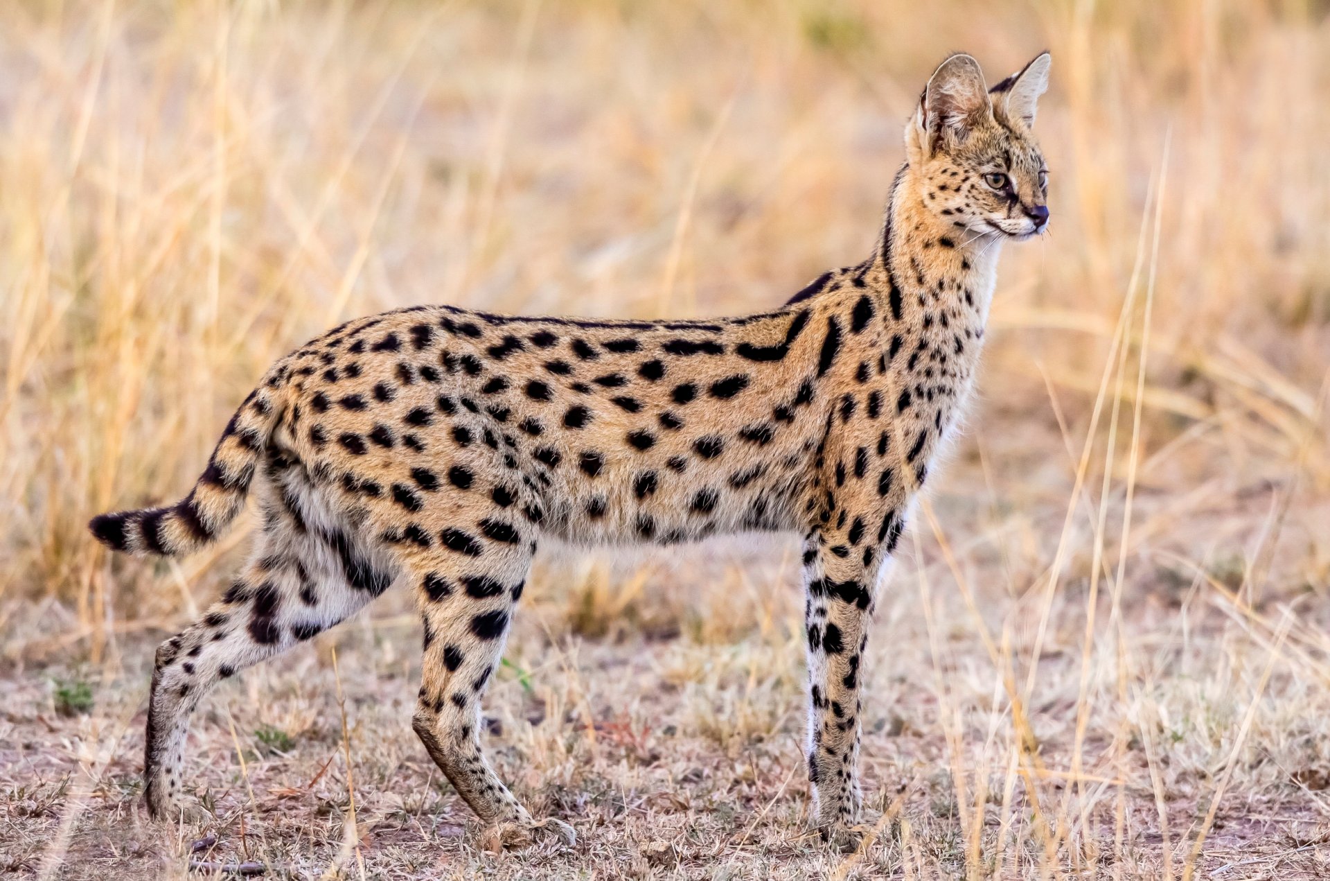 serval grâce faune