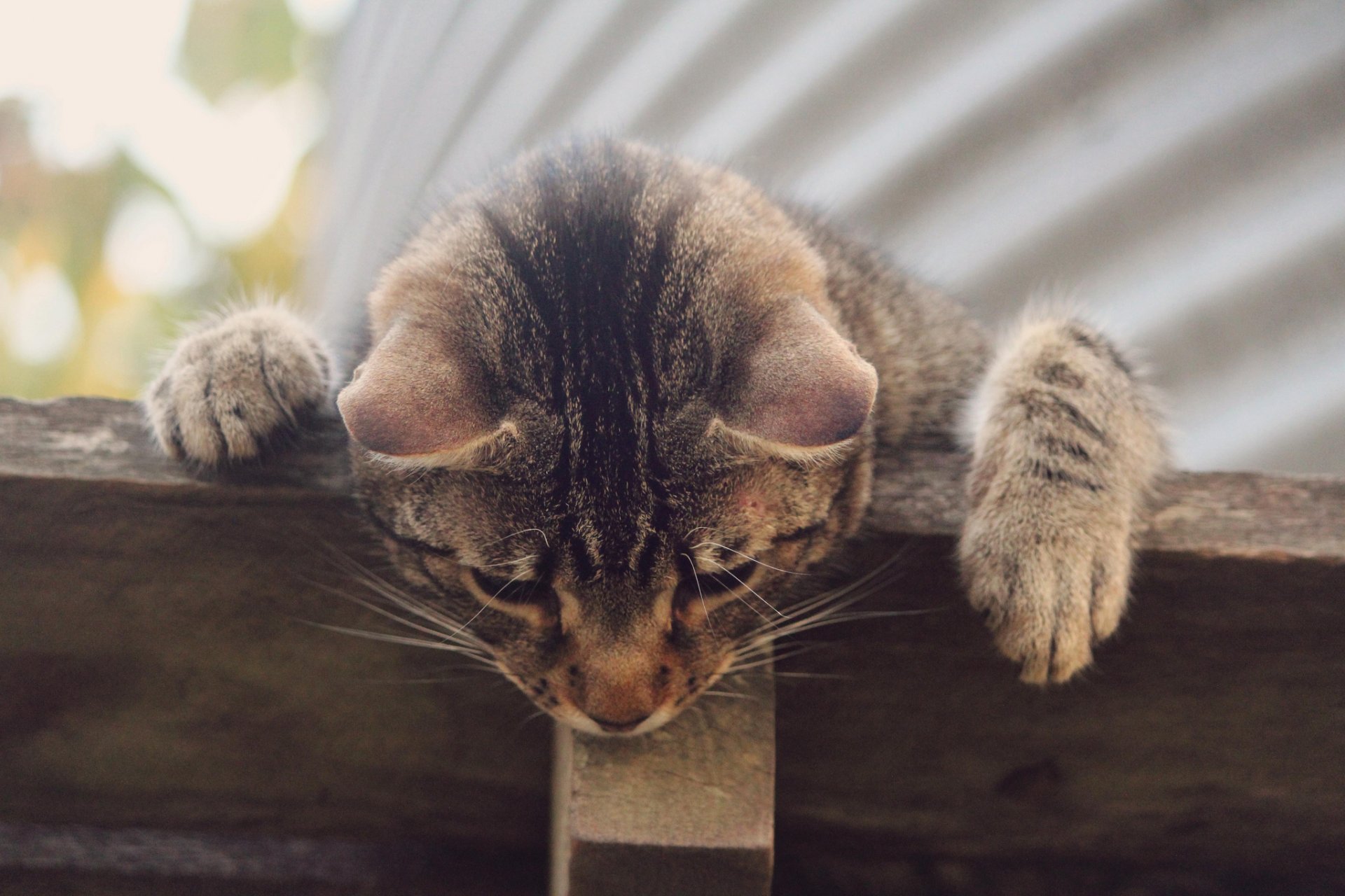 cat grey striped curiosity