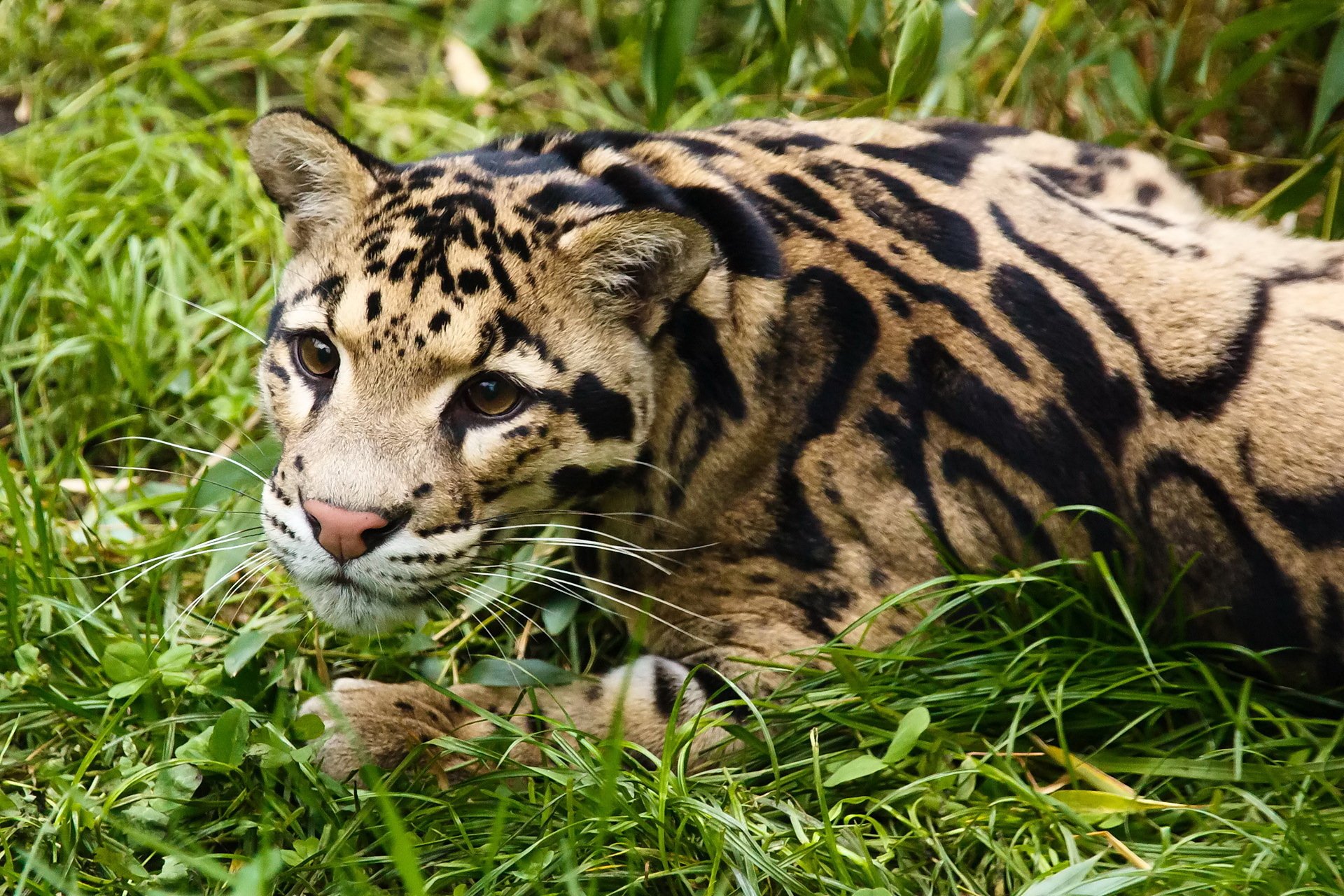 leopardo nebuloso muso vista riposo erba