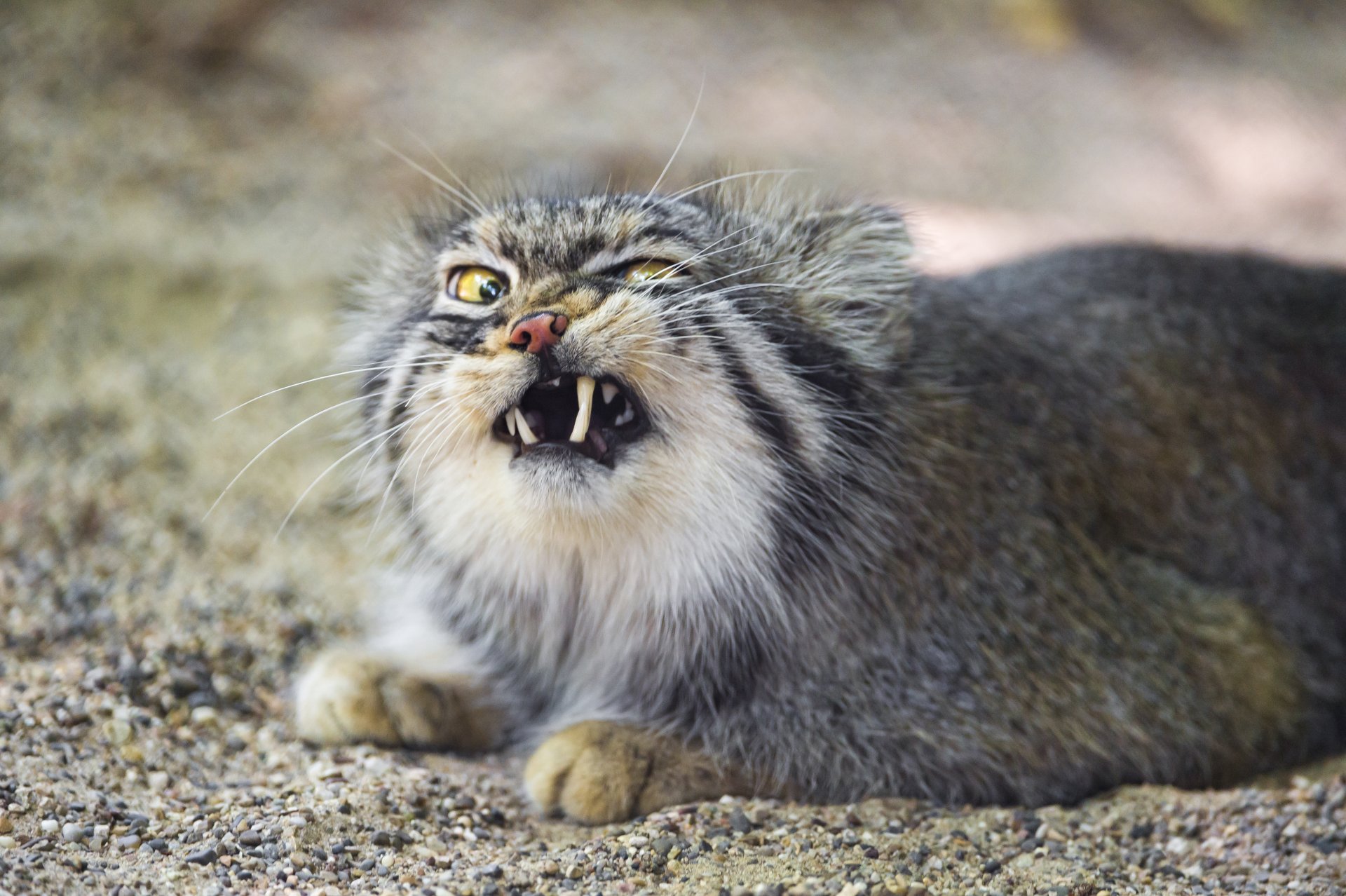 manual cat fangs © tambako the jaguar