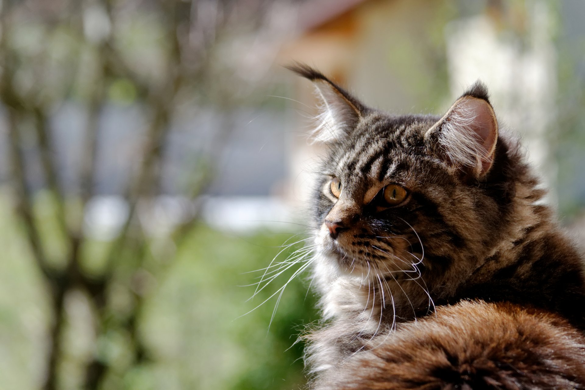 maine coon katze katze hintergrund tapete widescreen vollbild widescreen widescreen