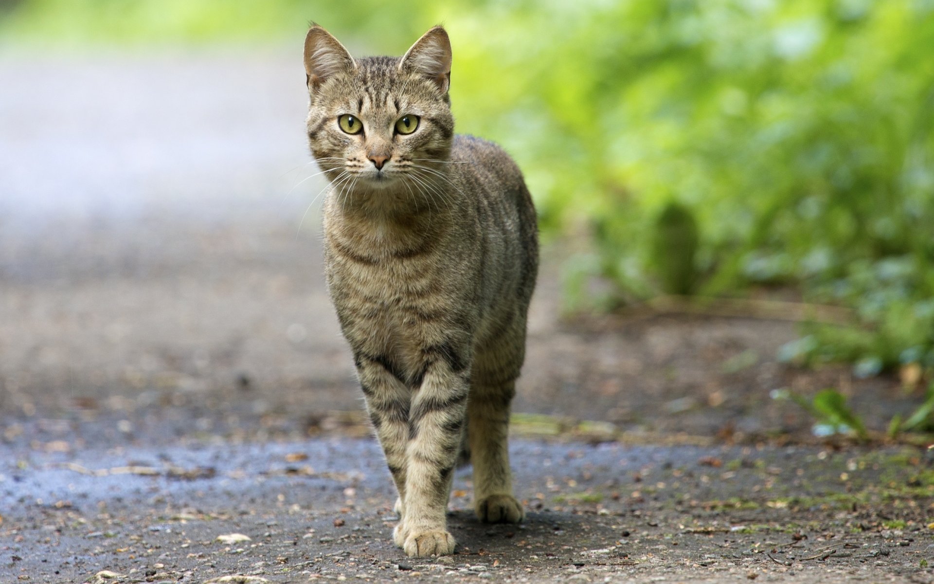 katze schaut augen starrte schnurrbart gestreift