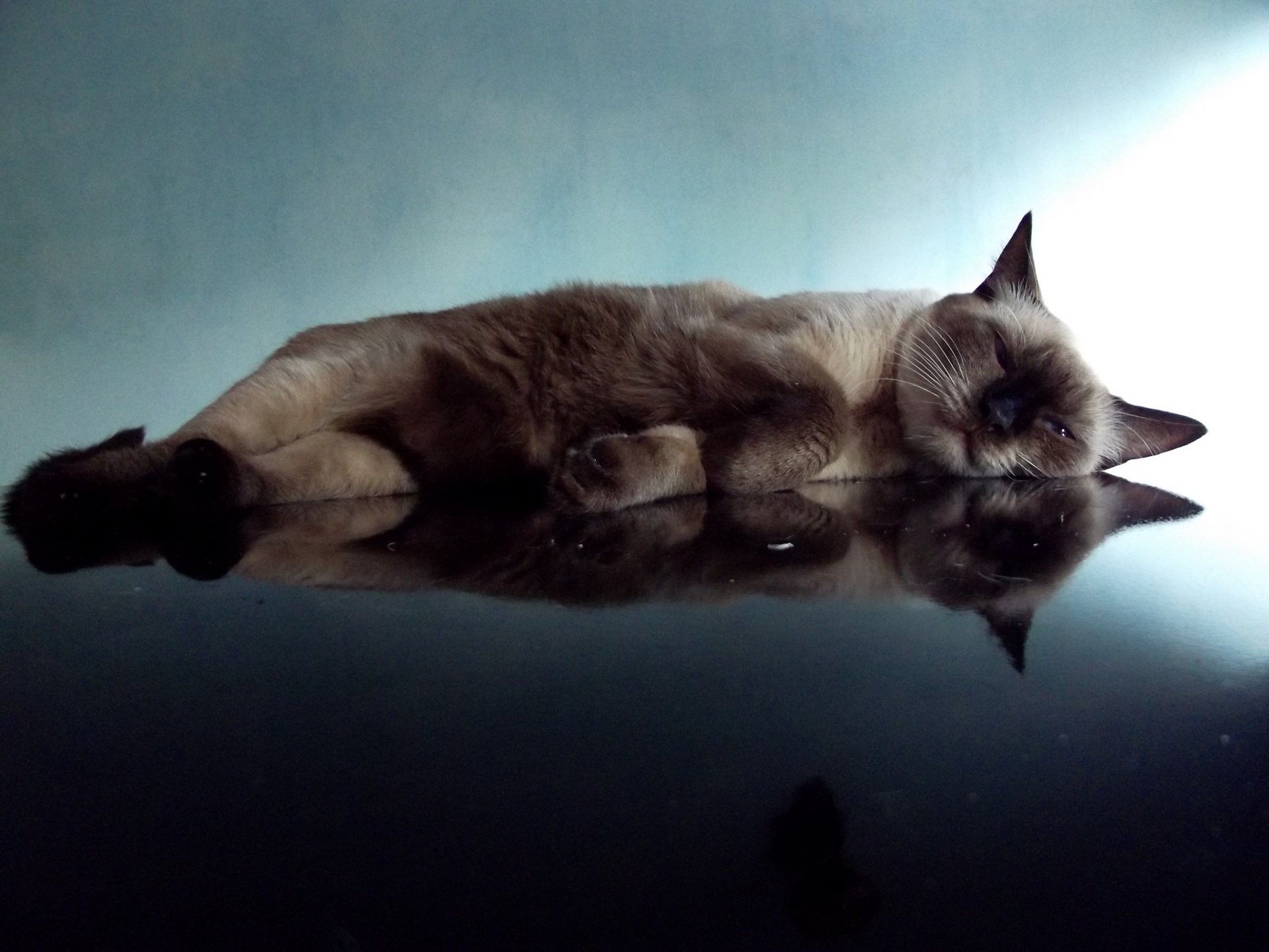 katze ruhe reflexion