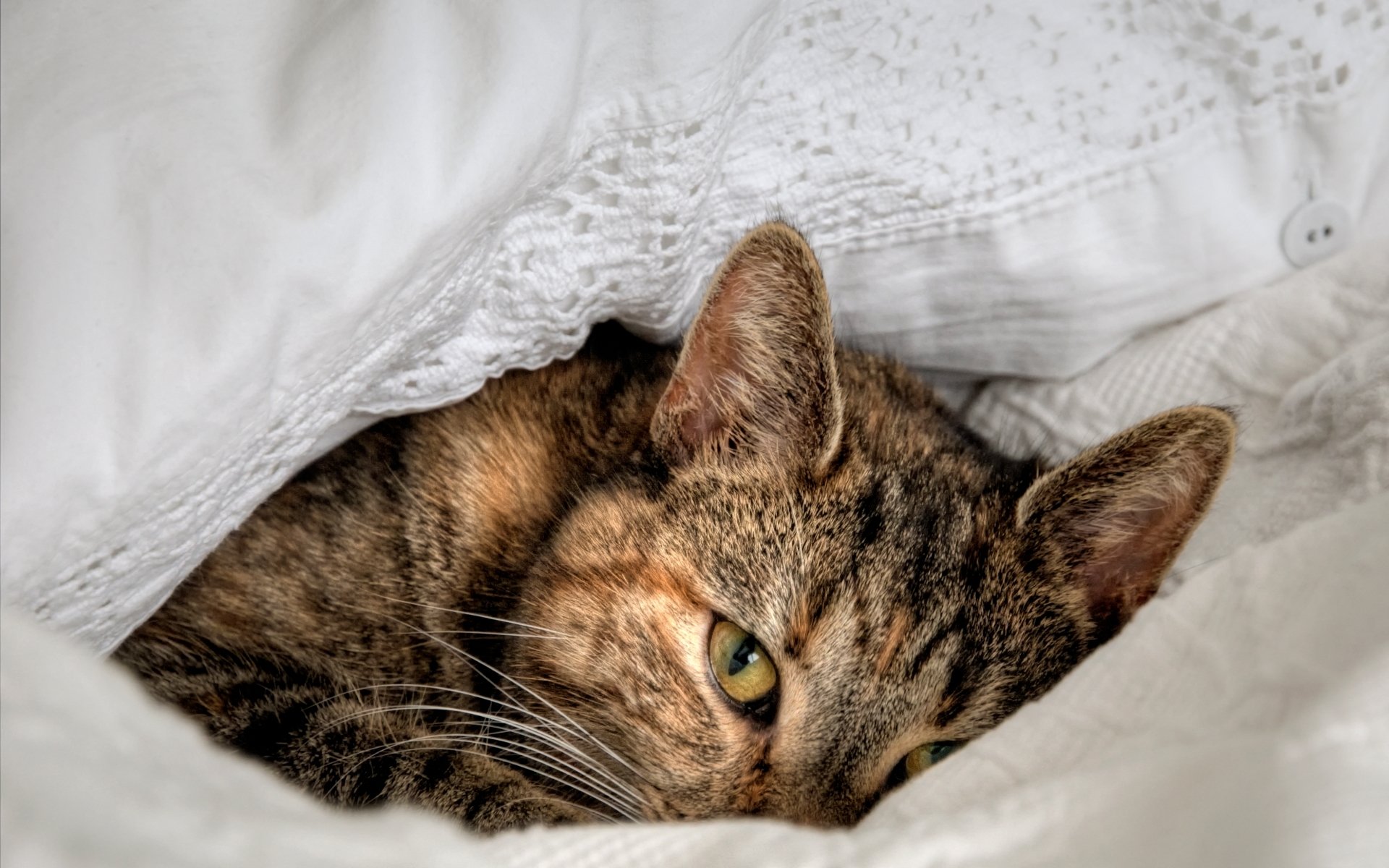 katze katze liegt tier auge blick hintergrund tapete widescreen vollbild widescreen widescreen