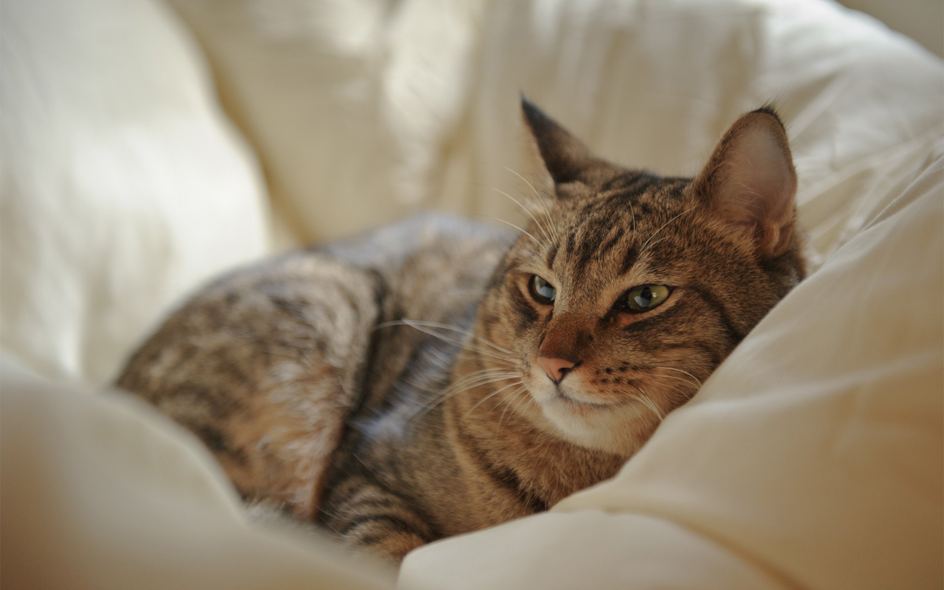 cat cat rest bed