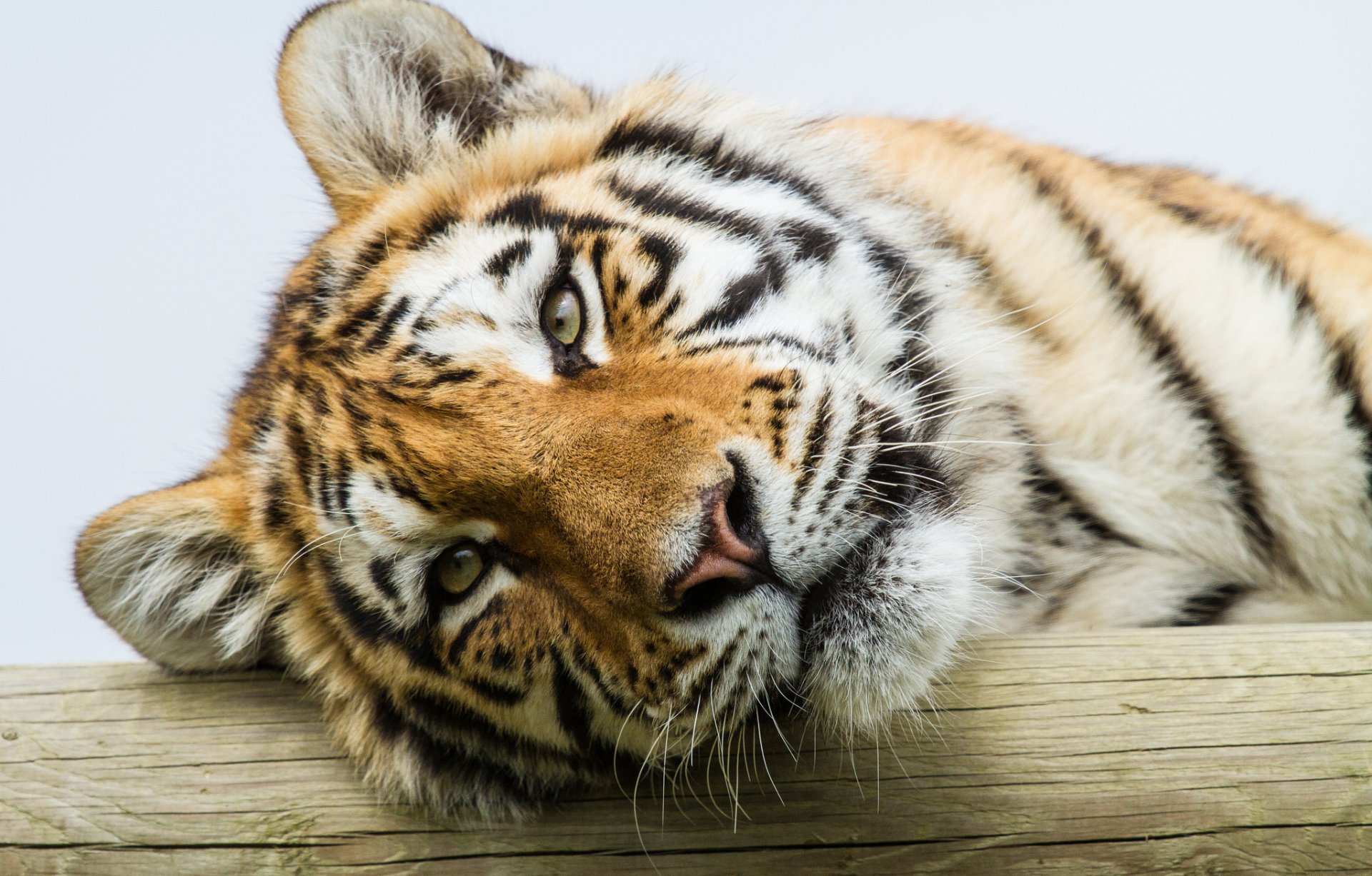 amur tiger cat view tiger portrait