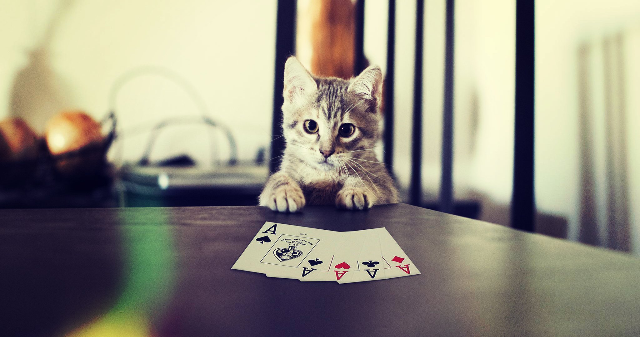 cat cat cards paws poker