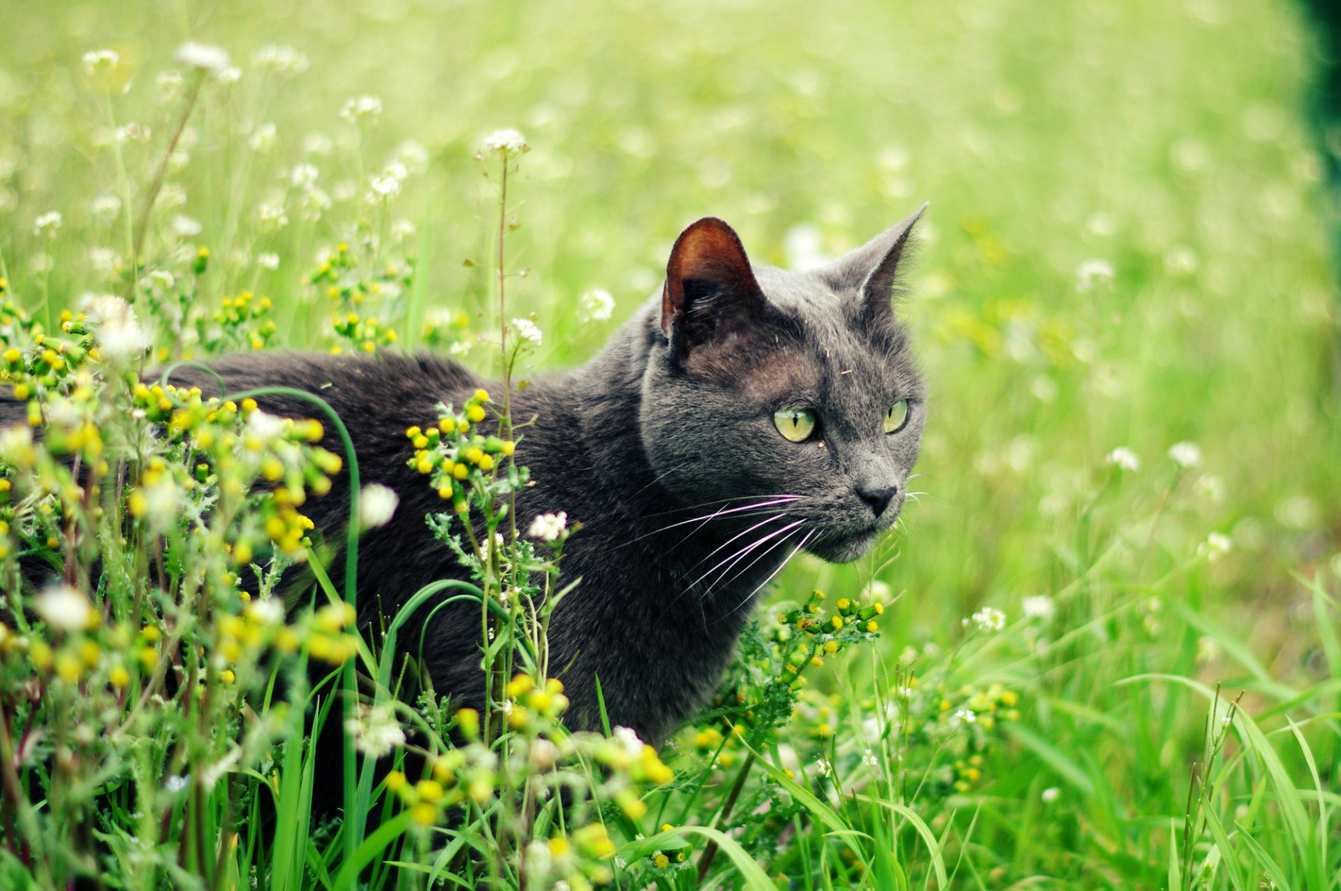 chat chat gris yeux verts herbe plantes été