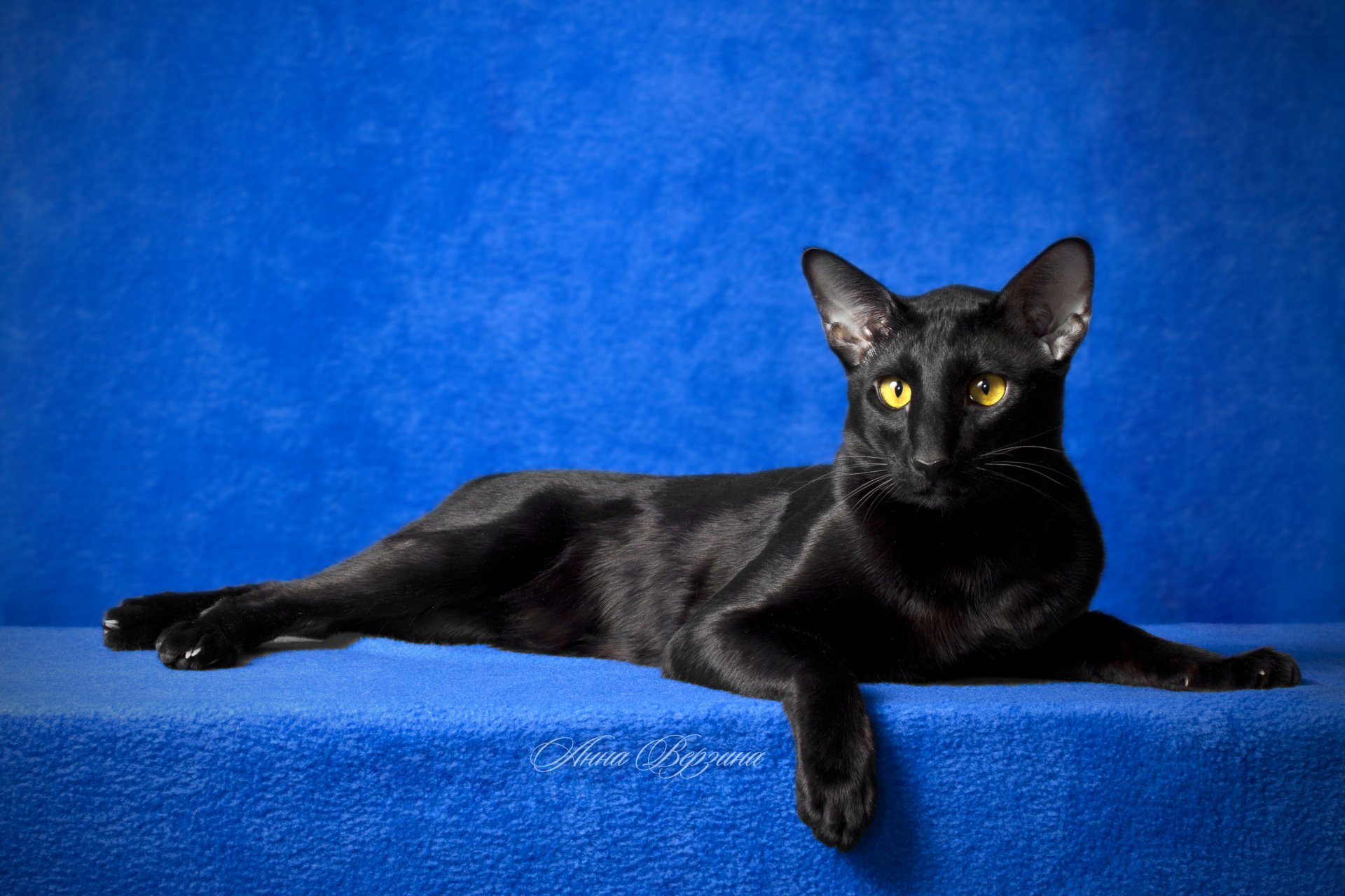 black cat cat oriental eyes view blue background