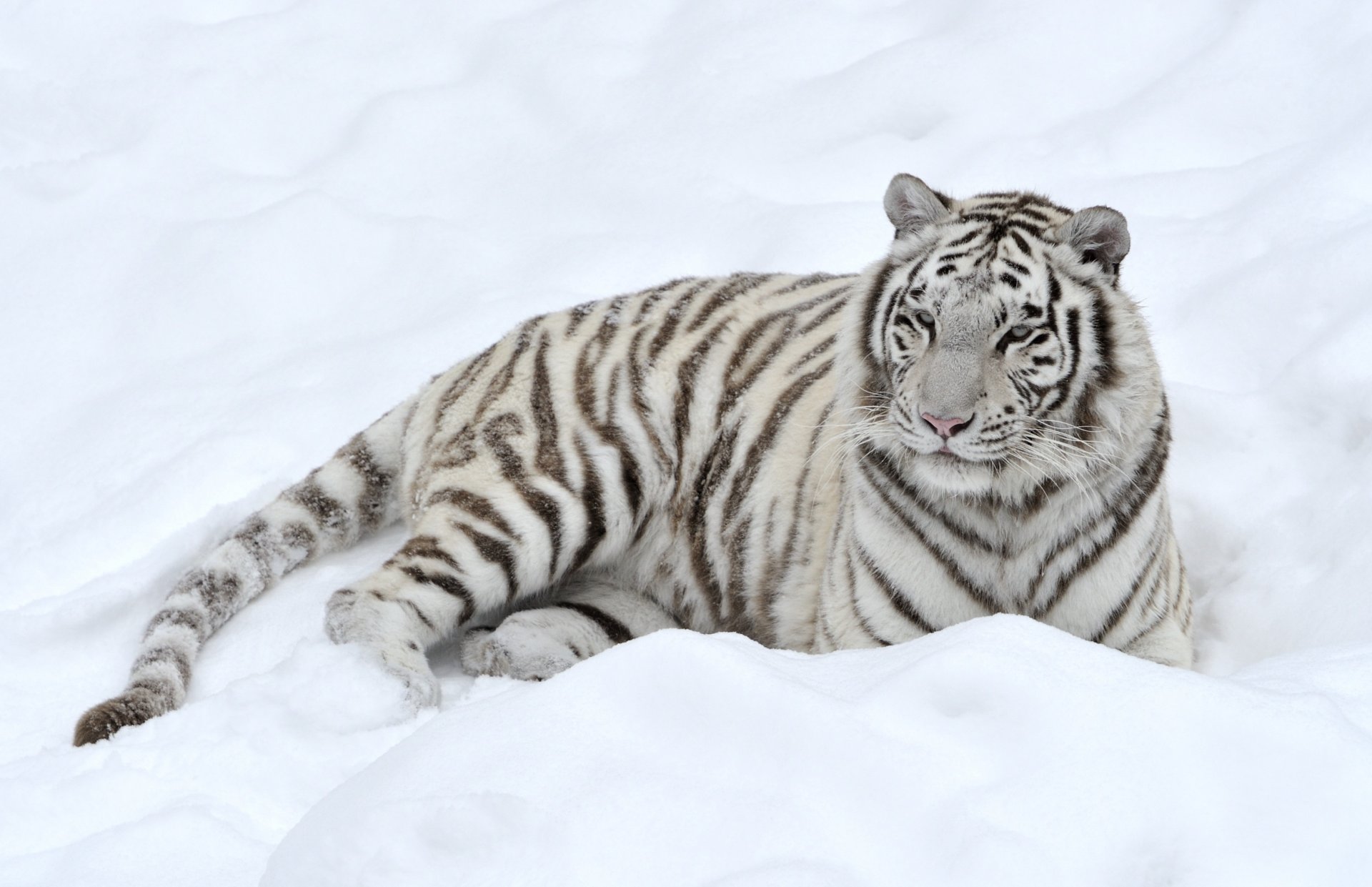 tigre predatore neve bianco