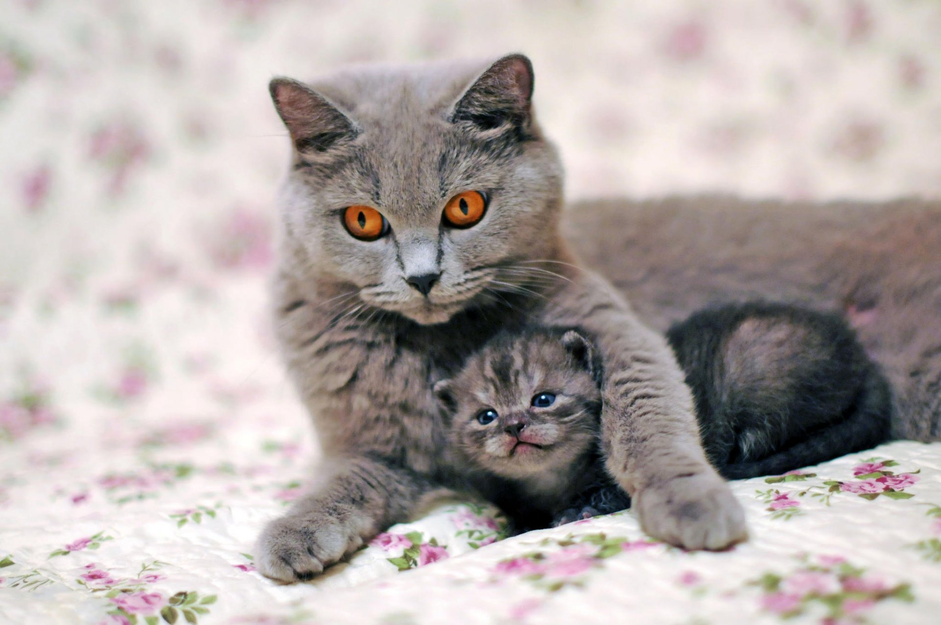 cat kitten gray care view eyes lie bed