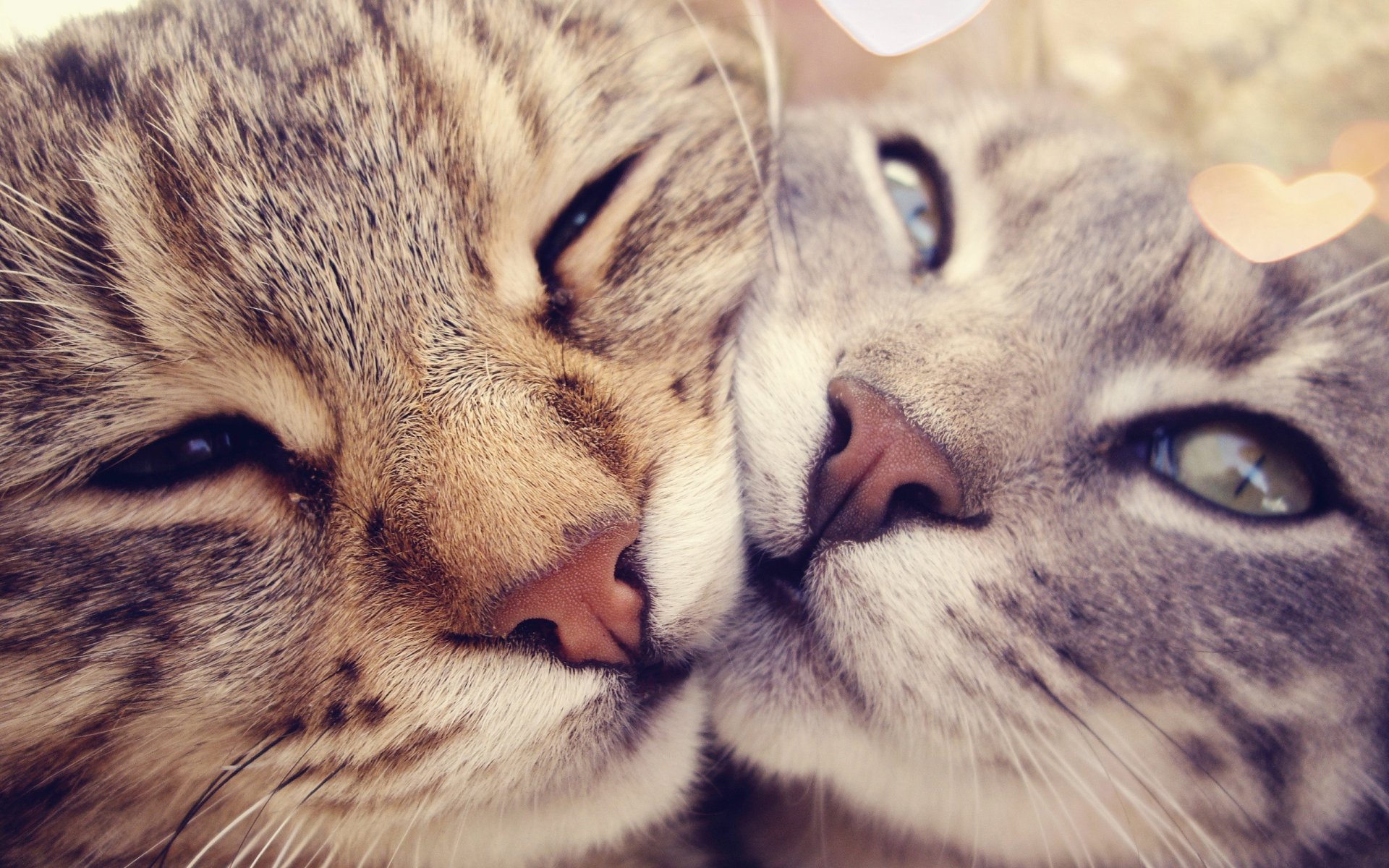 chats coeurs nez moustache yeux