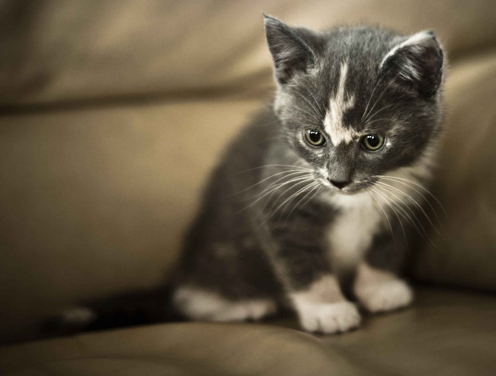 gatito bebé gris-blanco mirada