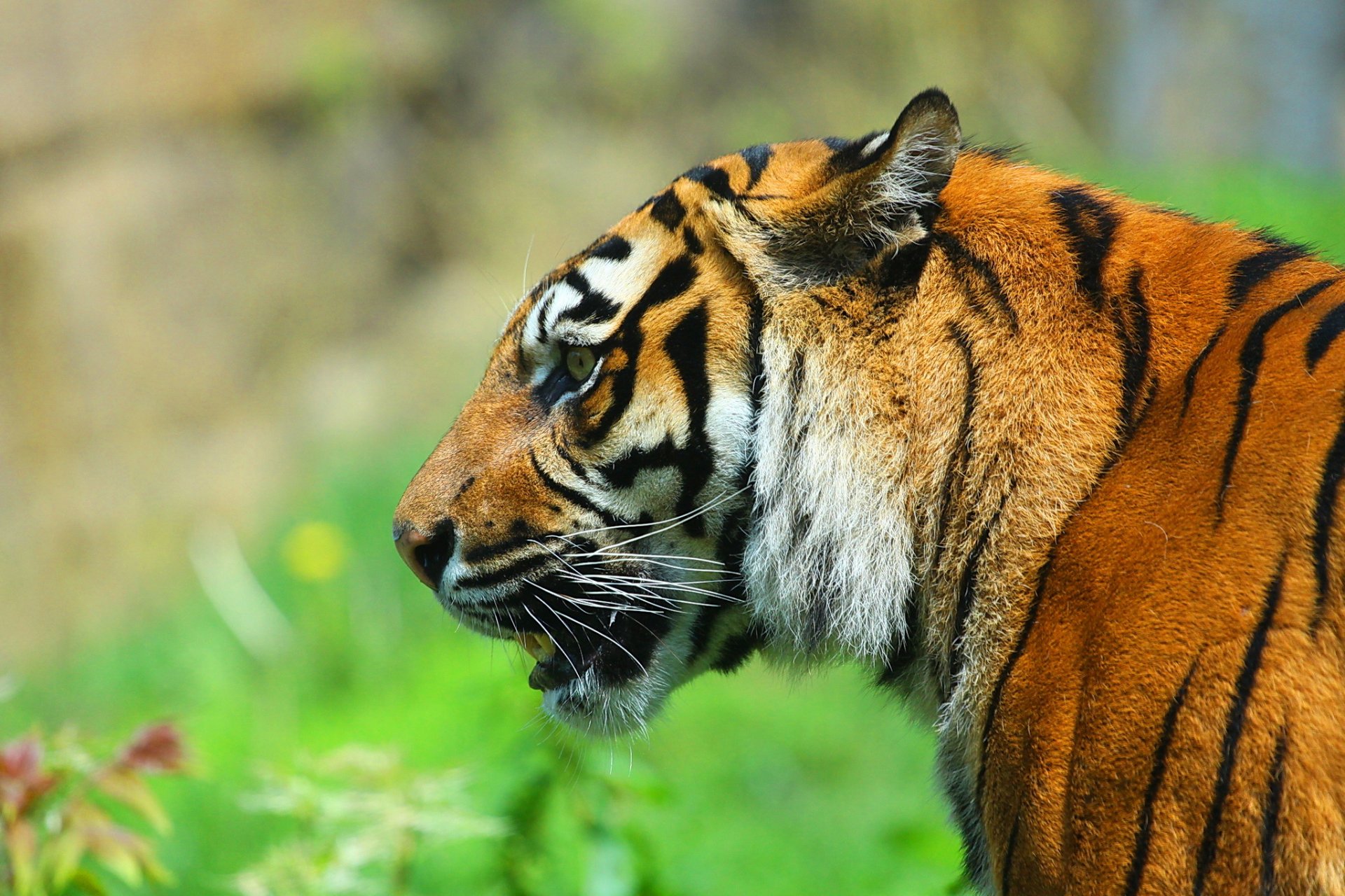 tigre museau profil prédateur