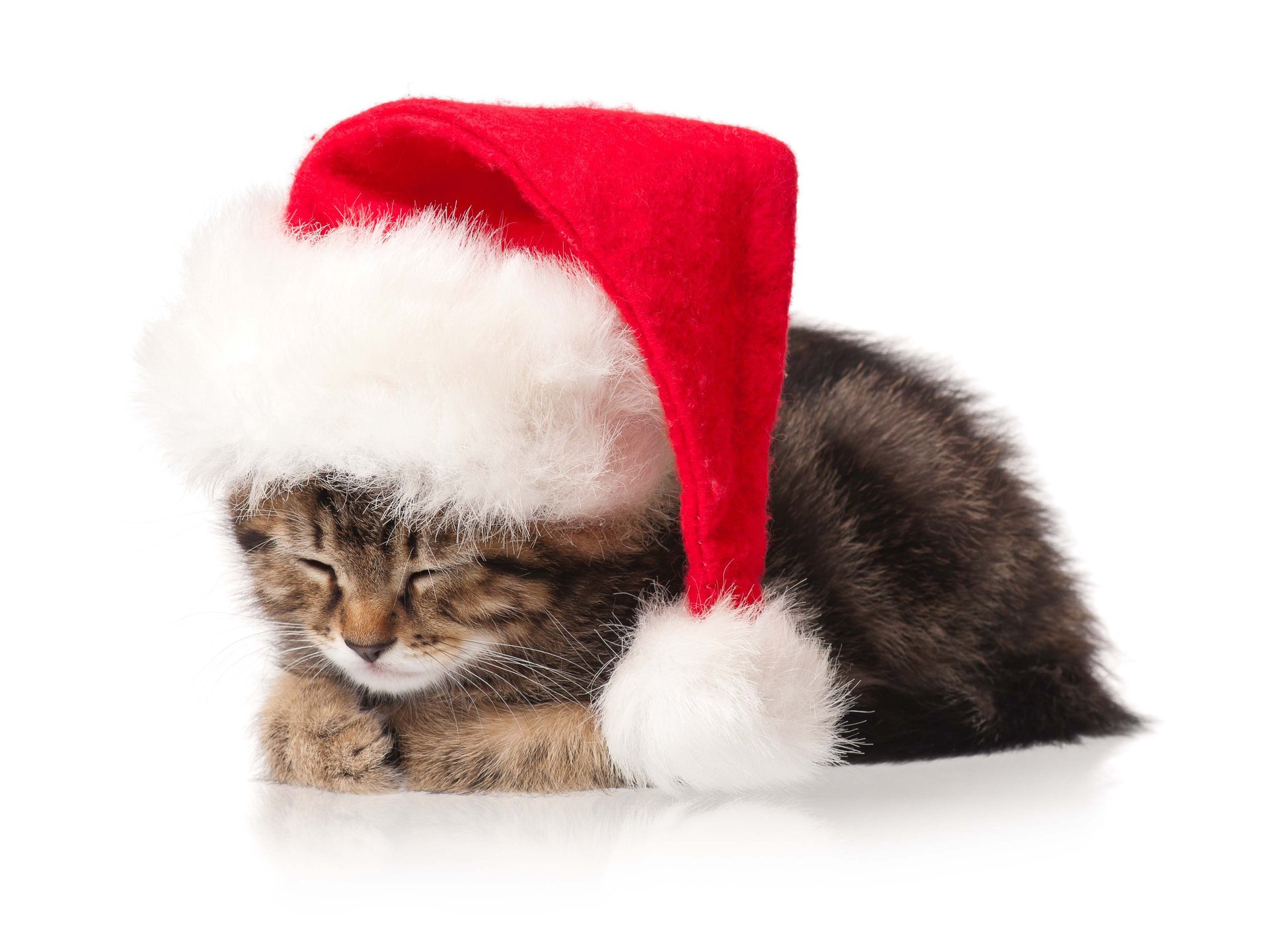 chat chaton nouvel an vacances noël nouvel an chat de noël