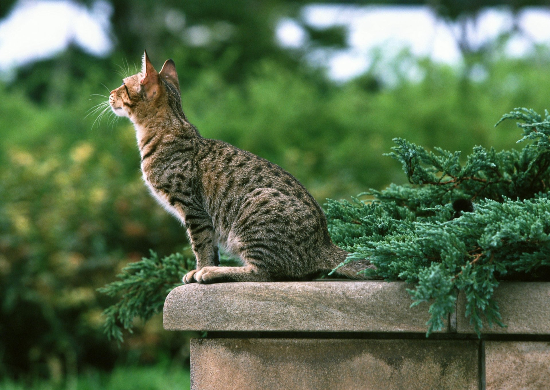 cat striped parapet green