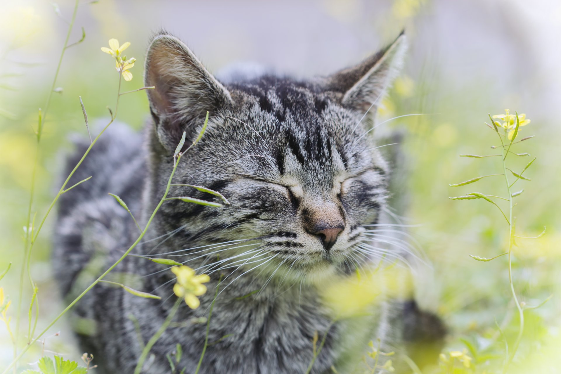 hierba flores gato gato gris rayas