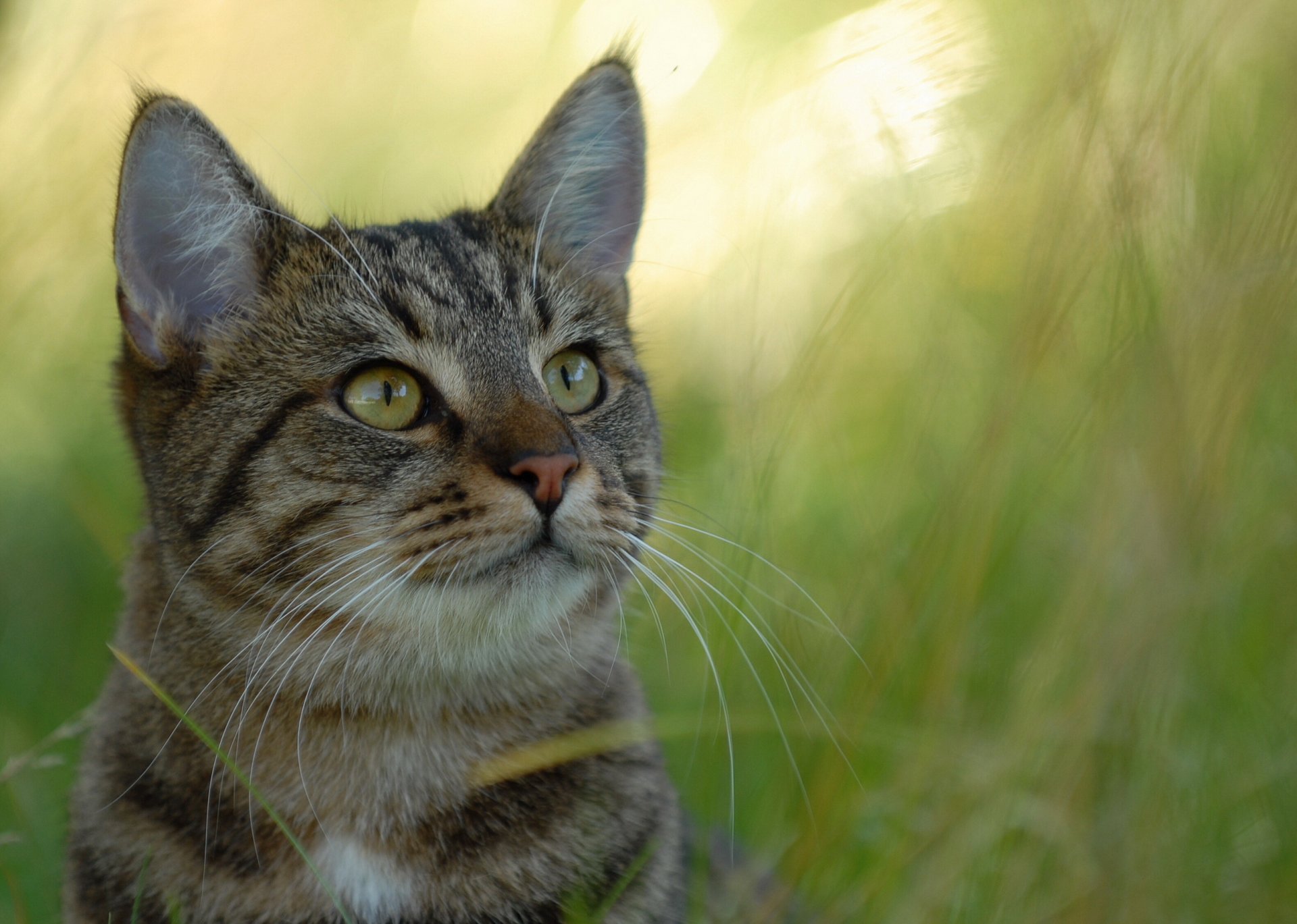 gato gris mirada fondo