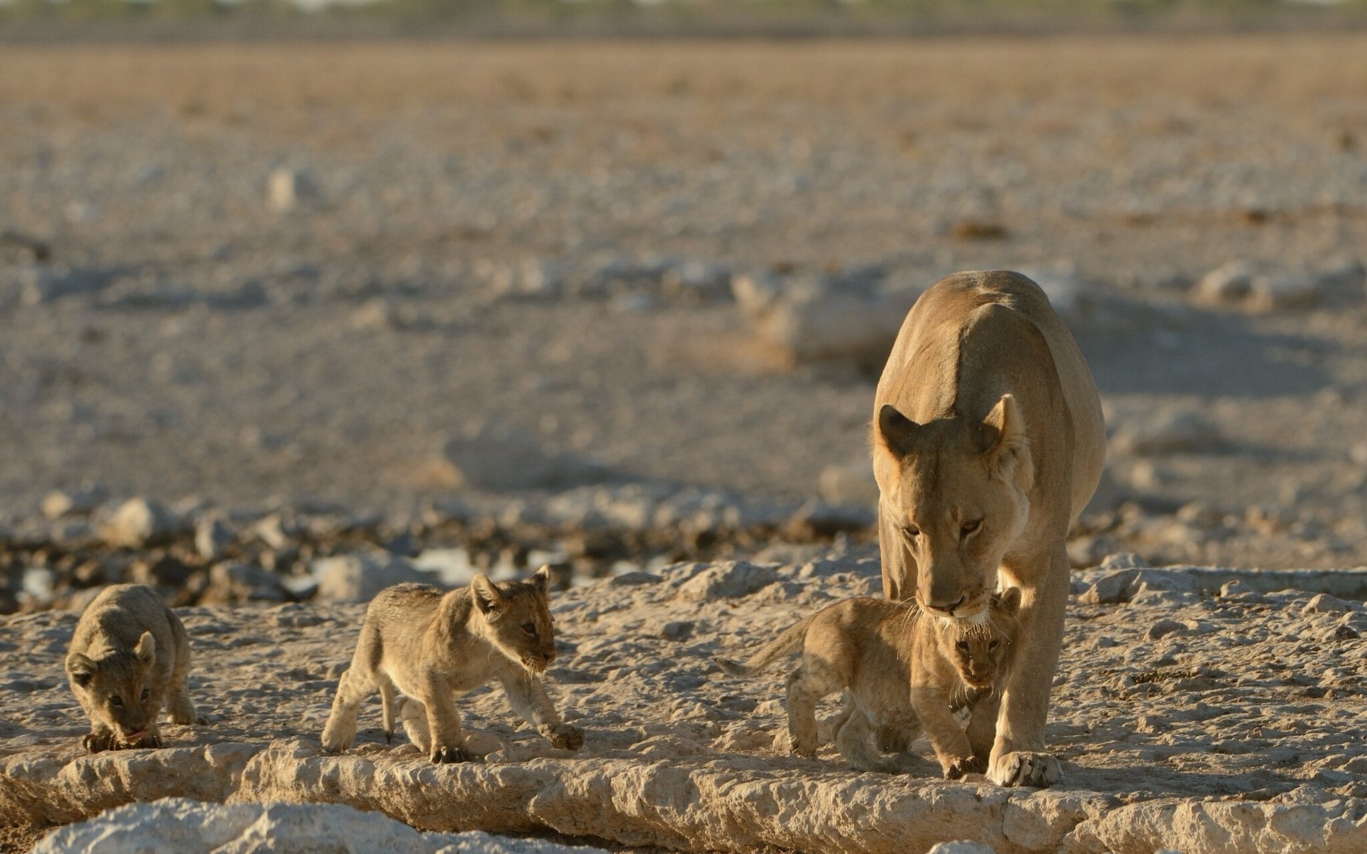 lions lionne lionceaux chatons tout-petits petits maternité