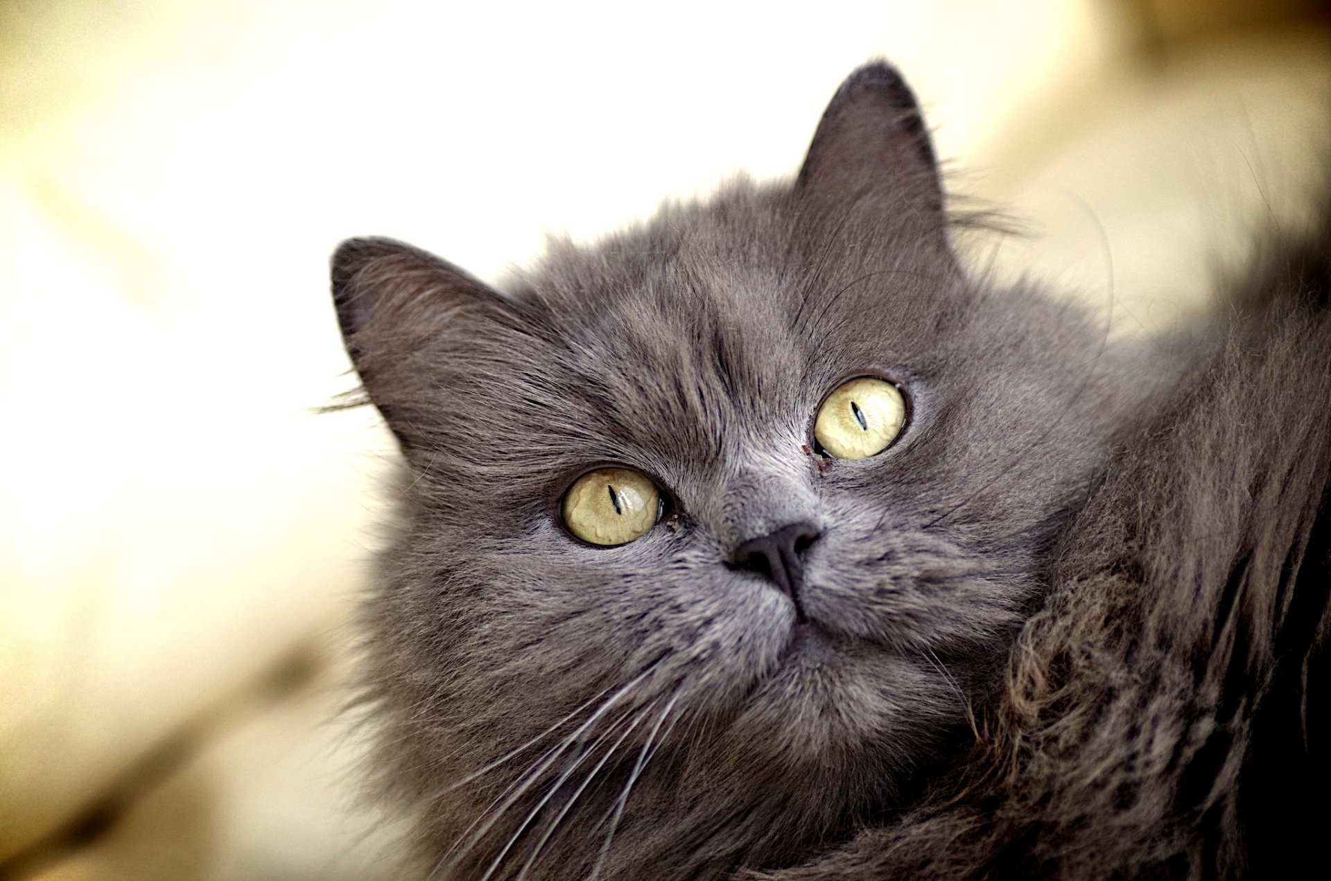 gatto gatto peloso grigio occhi giallo sguardo