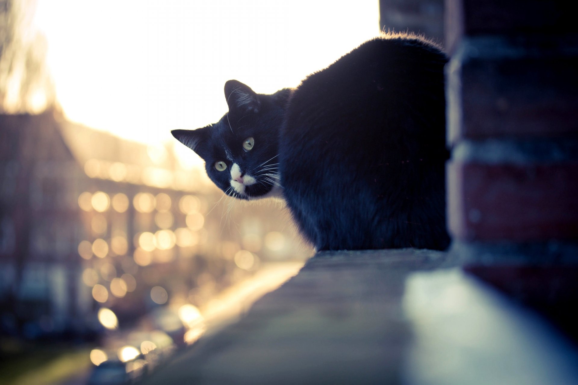 katze katze schwarz weiß blick fenster fensterbank gebäude haus