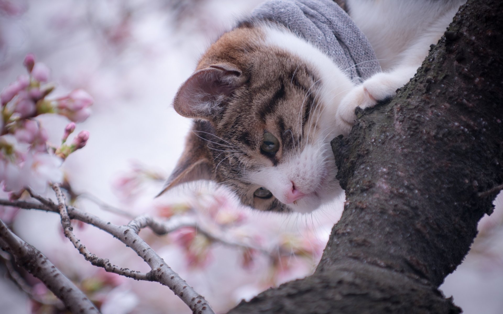 chat arbre printemps