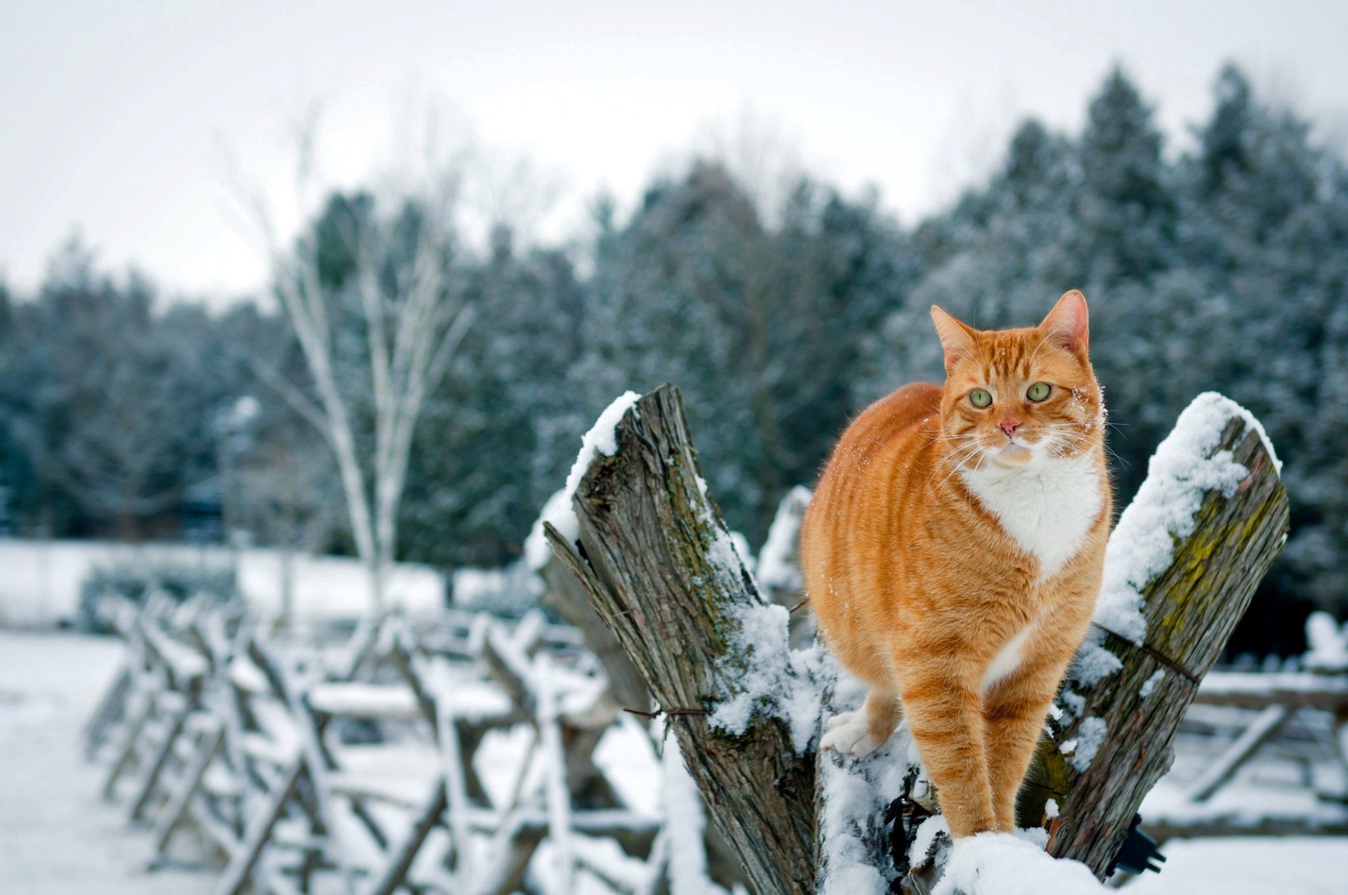 cat ginger cat fence snow winter trees nature