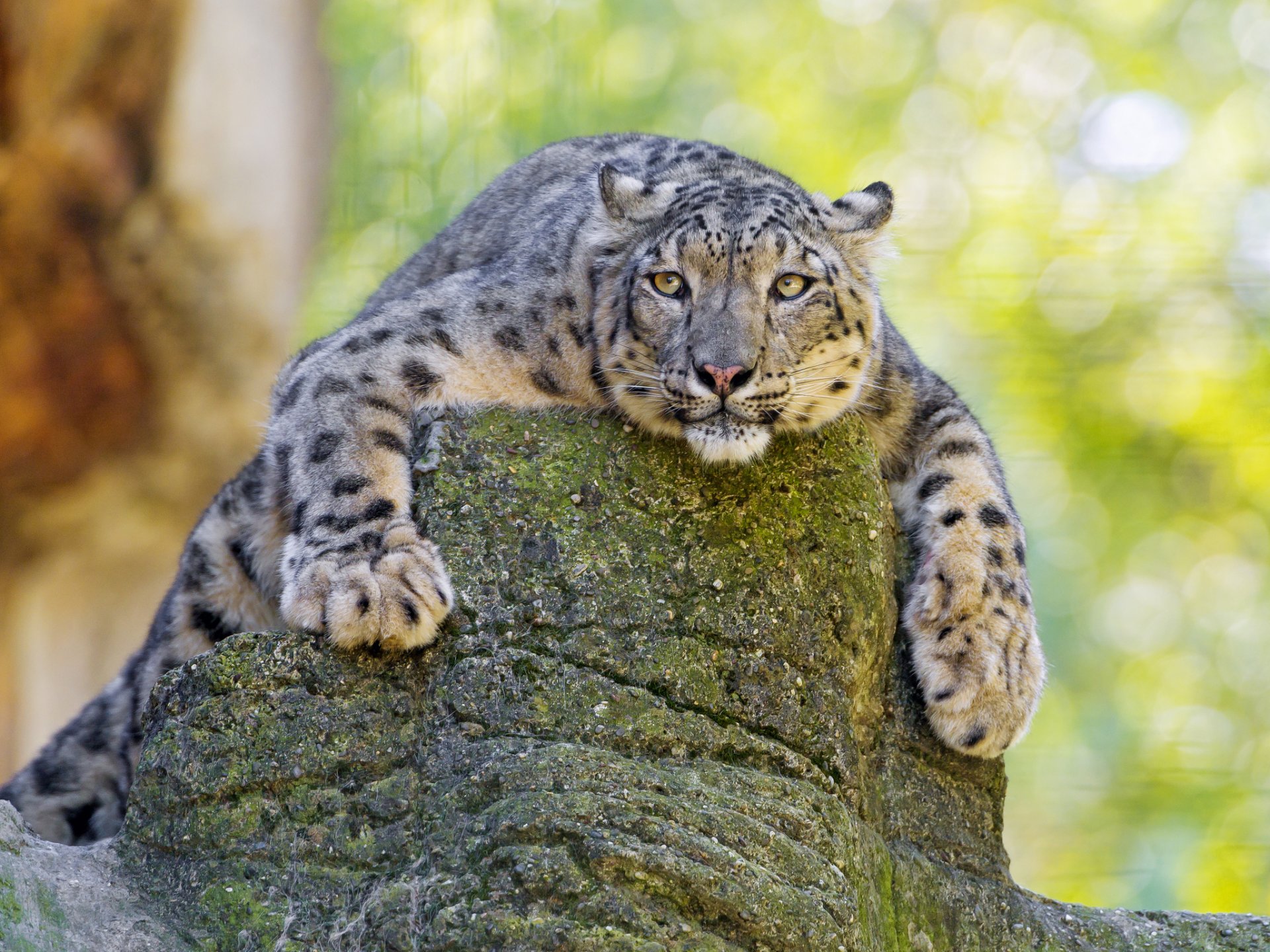 schneeleopard große katze raubtier stein