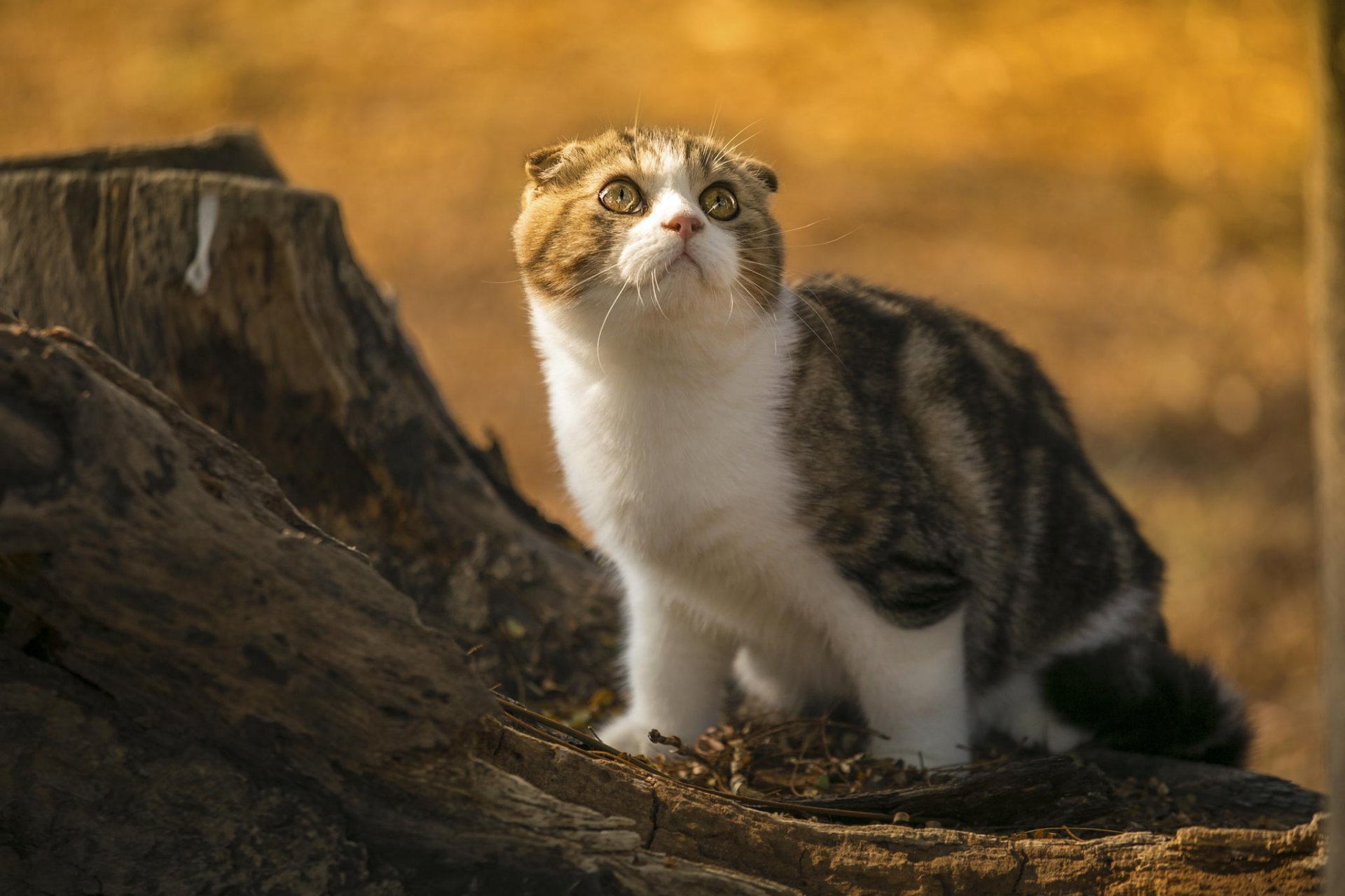 gato pliegue escocés mirada espuma naturaleza