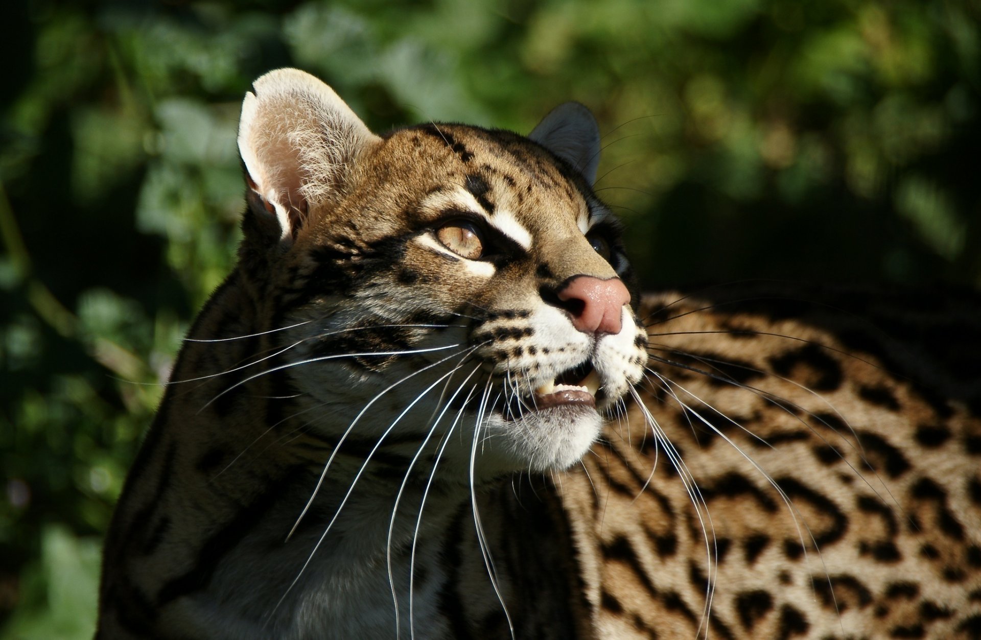 the ocelot wild cat predator face mustache