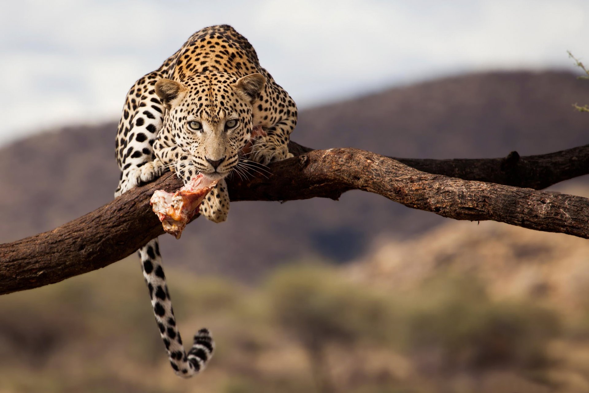 leopardo namibia fauna selvatica