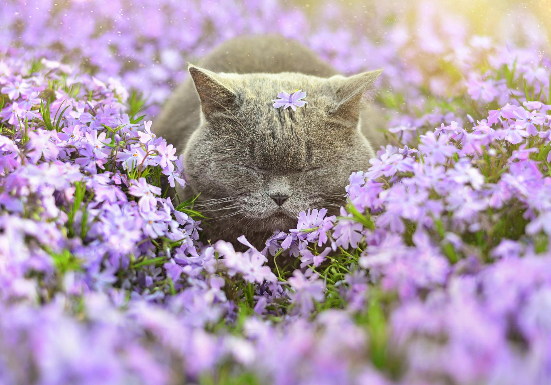 blumen katze schlaf