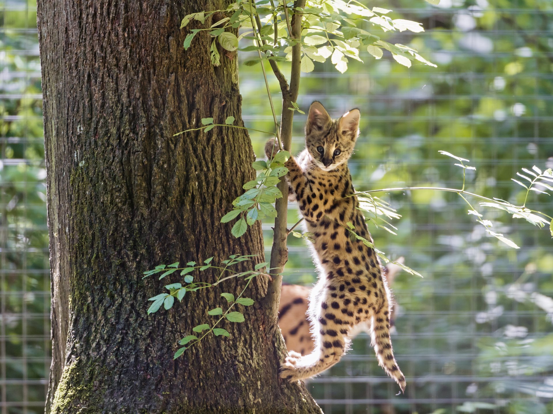 serval gato árbol ©tambako the jaguar