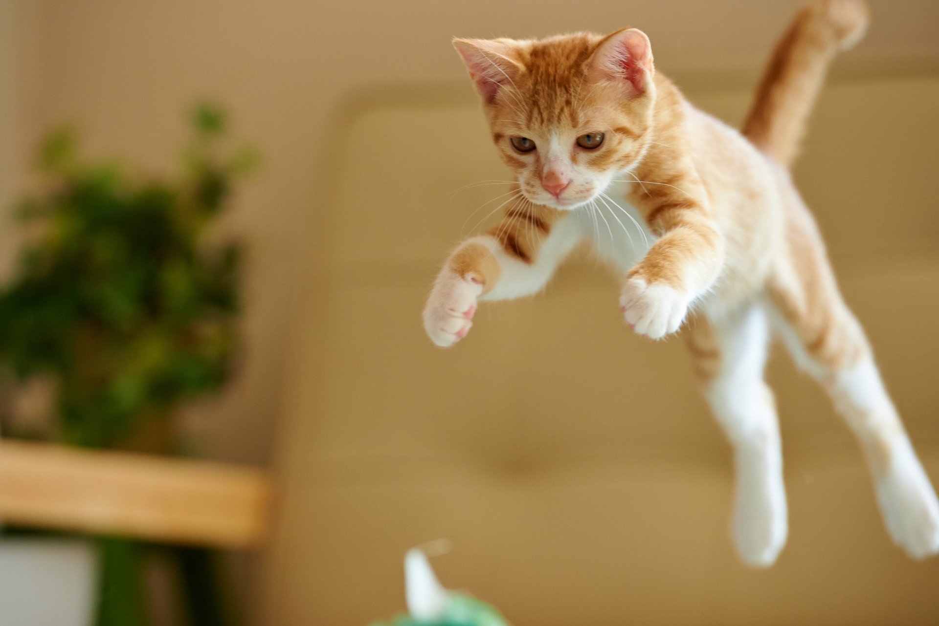 gatito gato pelirroja salto