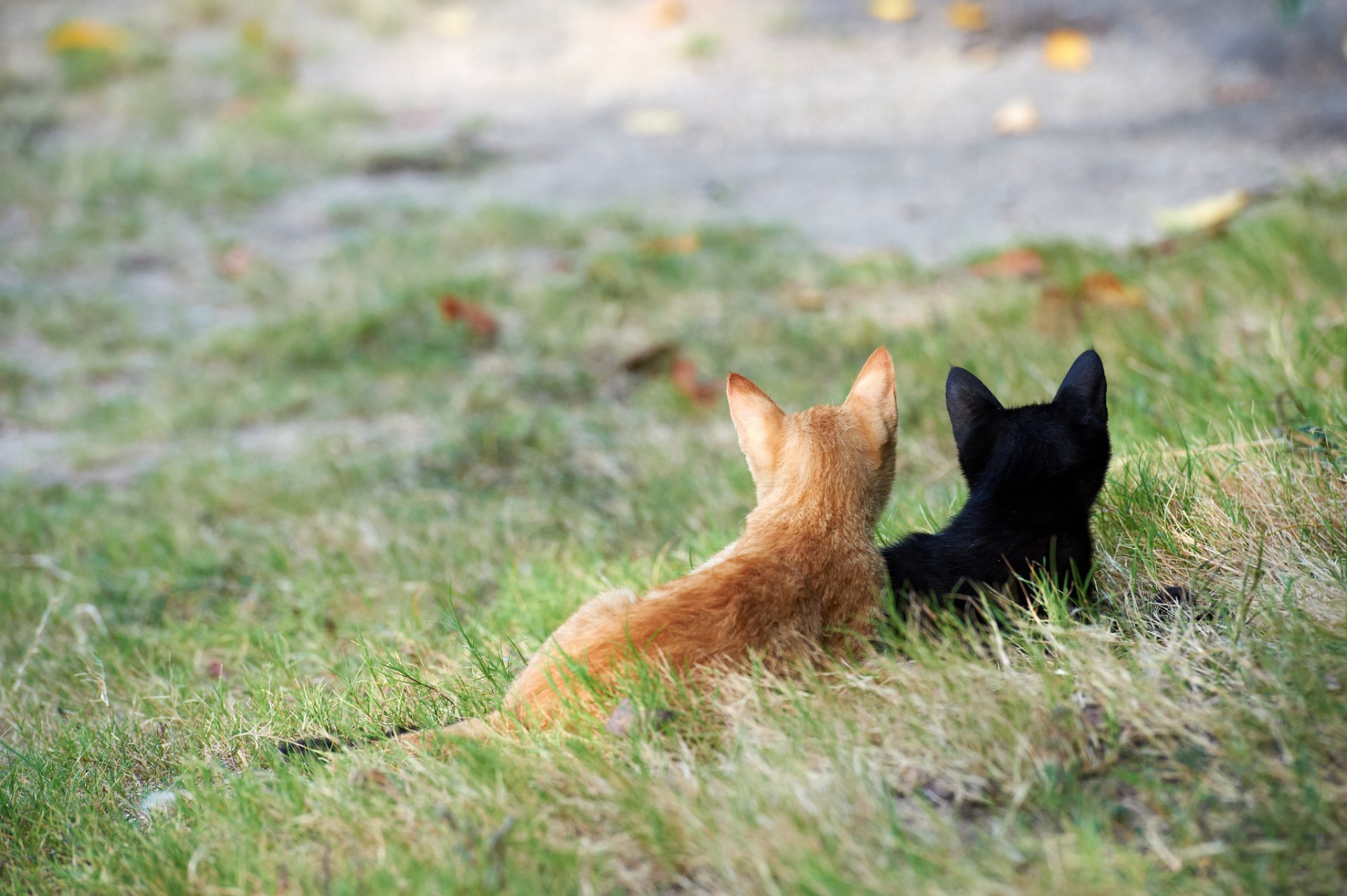 chats chatons rue attention herbe noir rouge