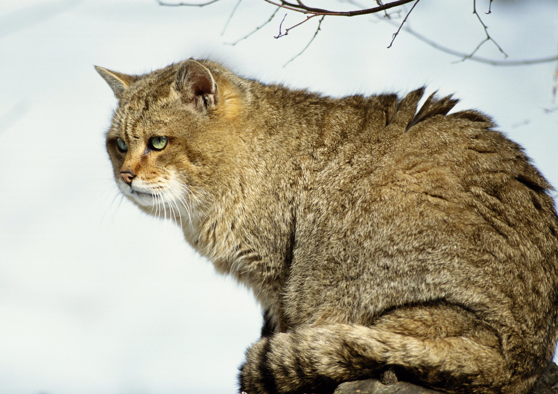 кот снег лес хищник дерево