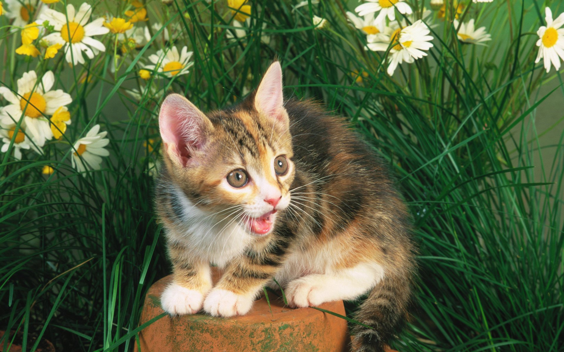 gato gato gatito hierba piedra