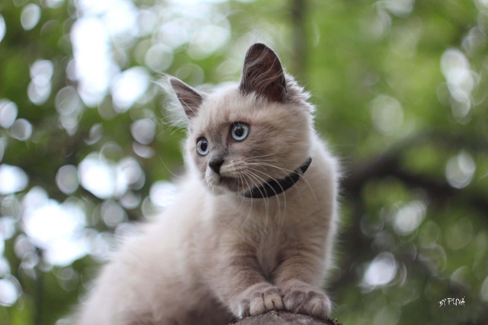 gato siamés bokeh en el árbol ojos azules