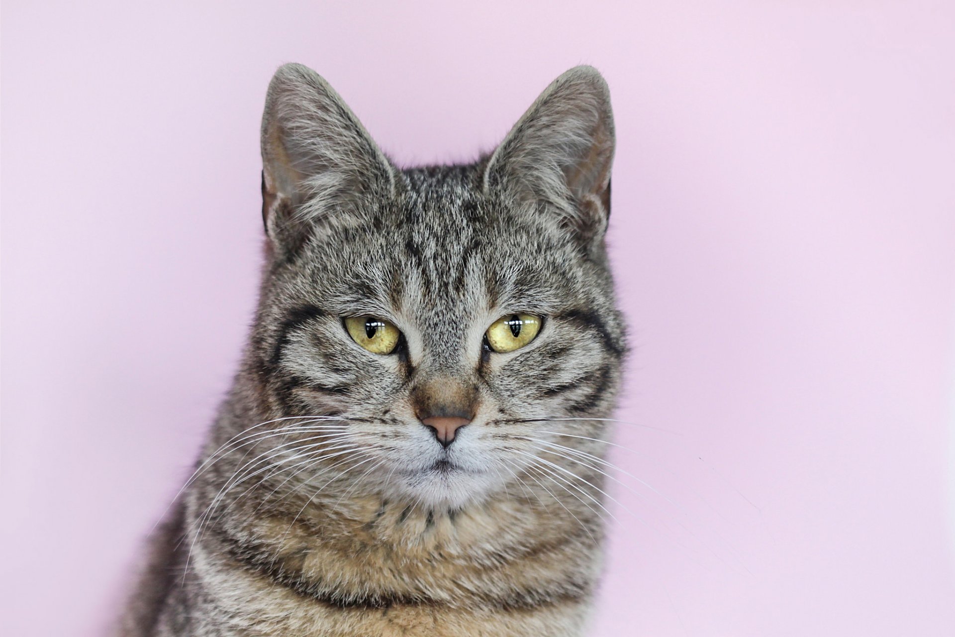 cat grey striped background portrait