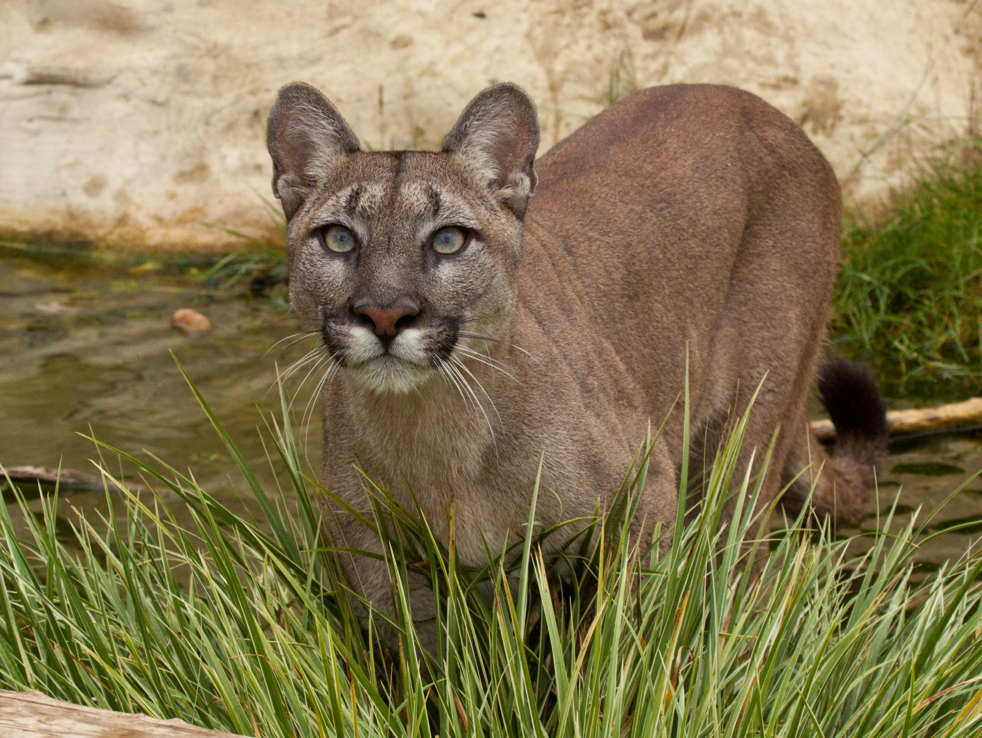 puma kuguar lew górski kot spojrzenie trawa woda