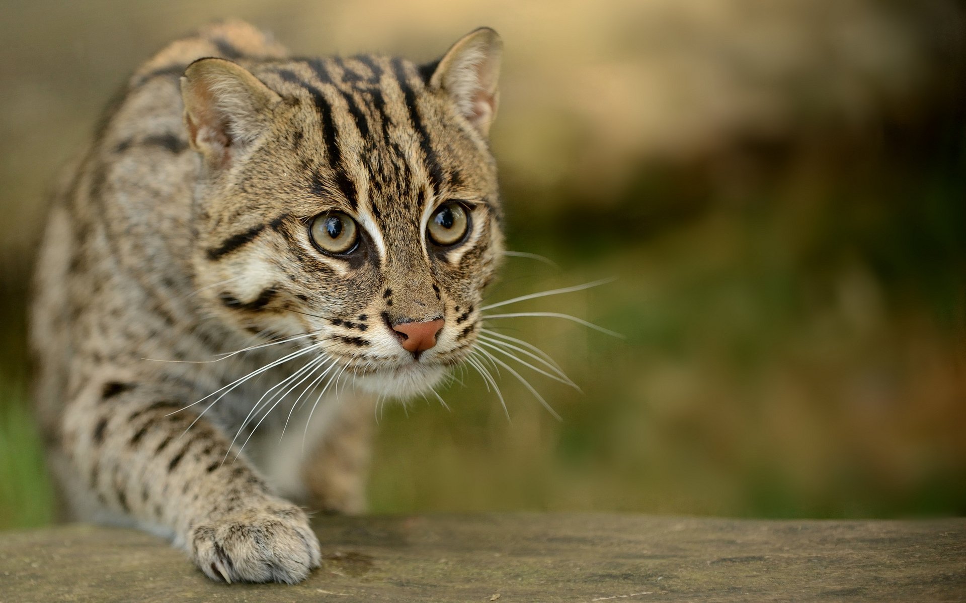 gatto occhi furtivamente sfocatura macro gatti orientali viverrinus gatto pescatore gatto maculato