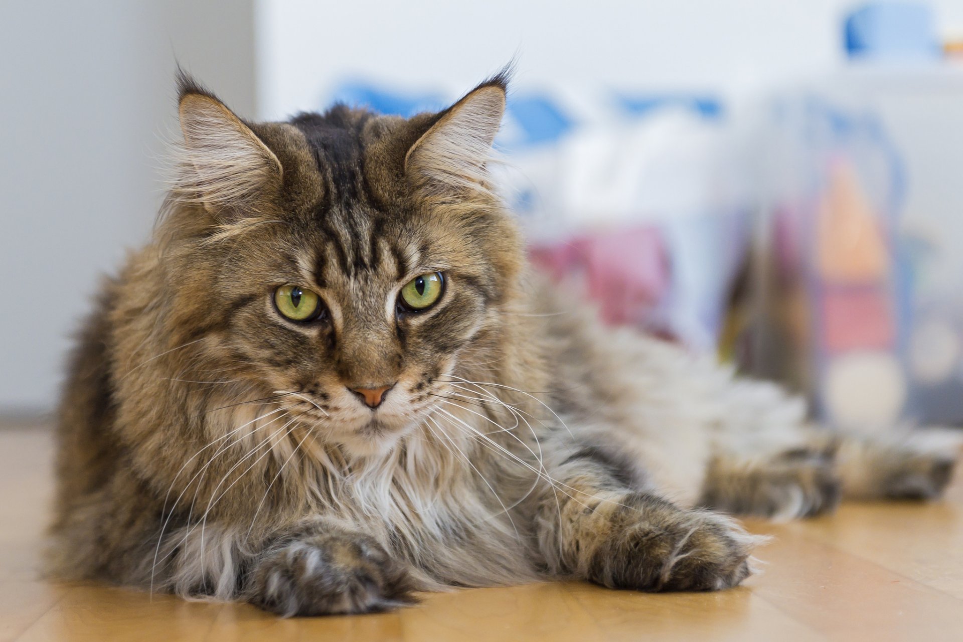 maine coon gato gato mirada