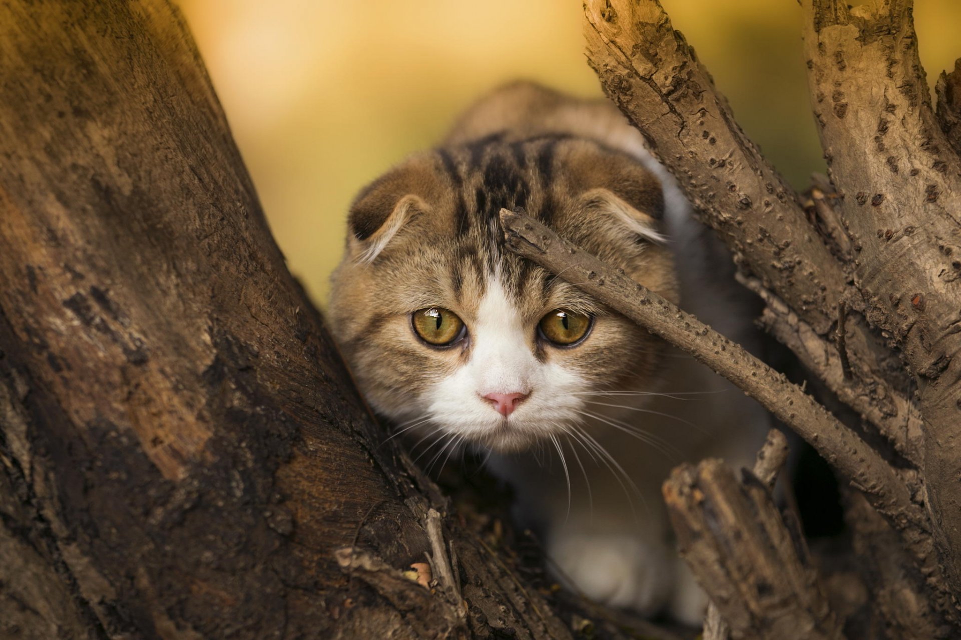 katze kätzchen schottische falte schnauze blick baum