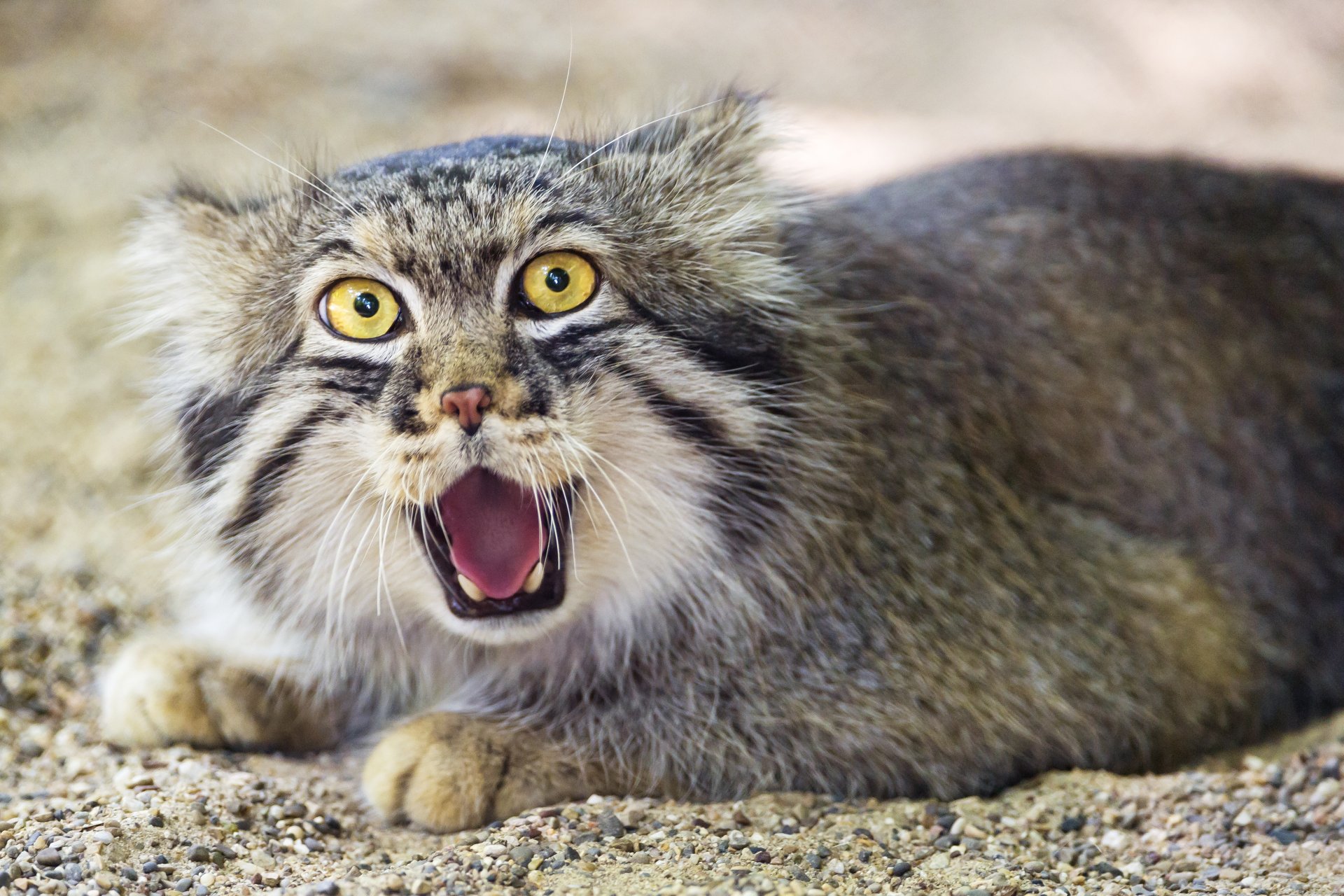 manul el gato ©tambako the jaguar