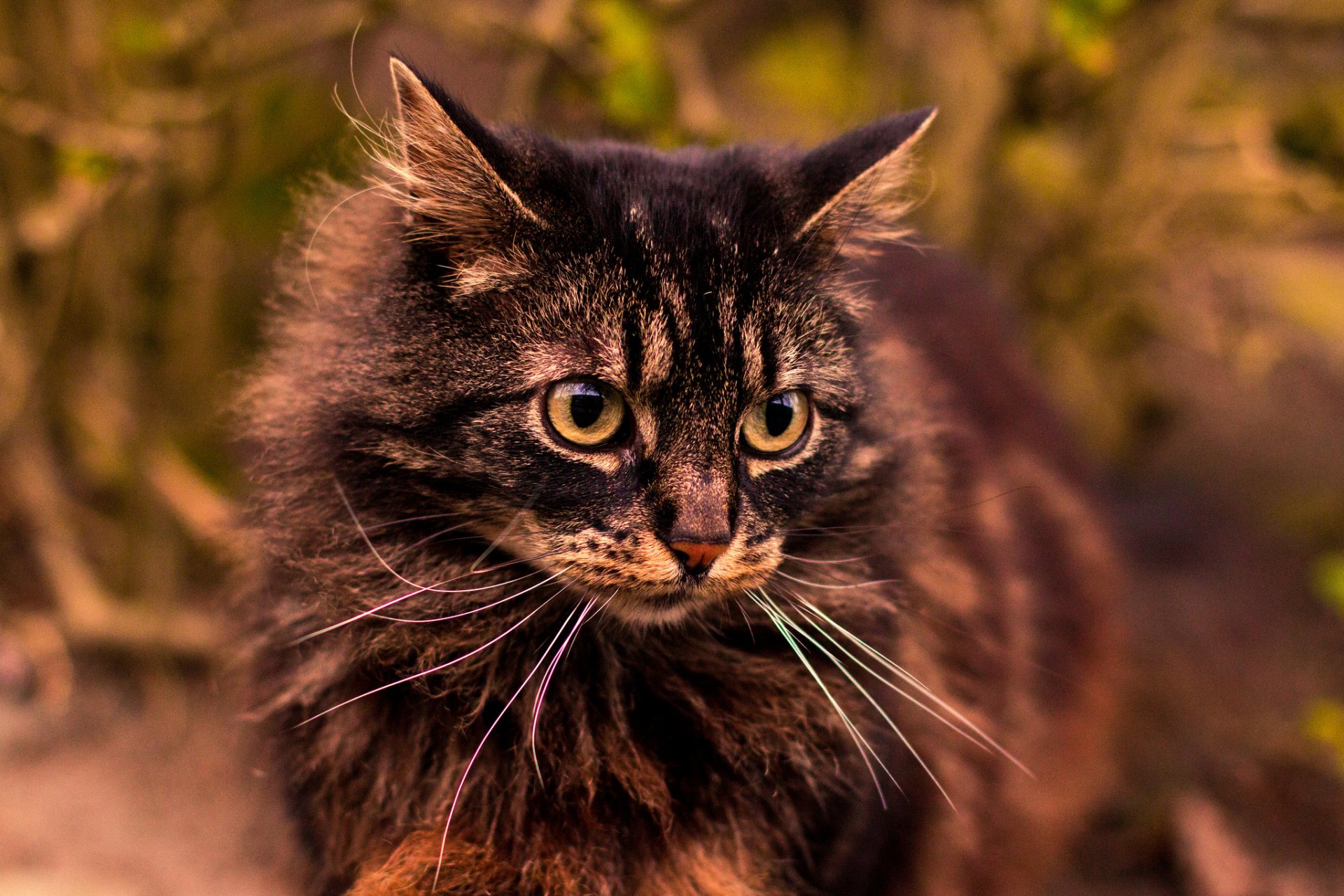 gato gato gris peludo mirada fondo retrato