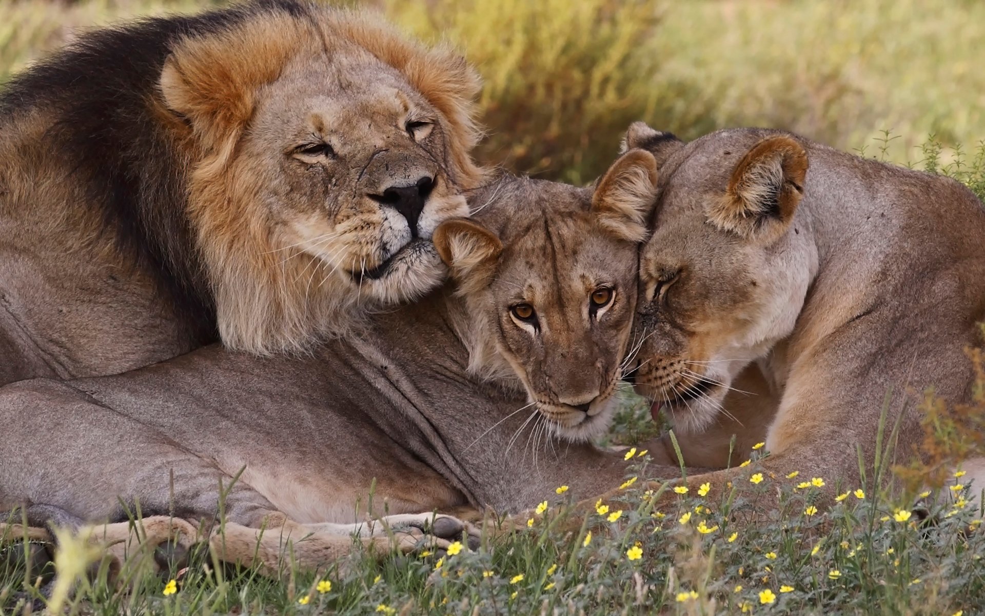 sud africa leoni famiglia fauna selvatica